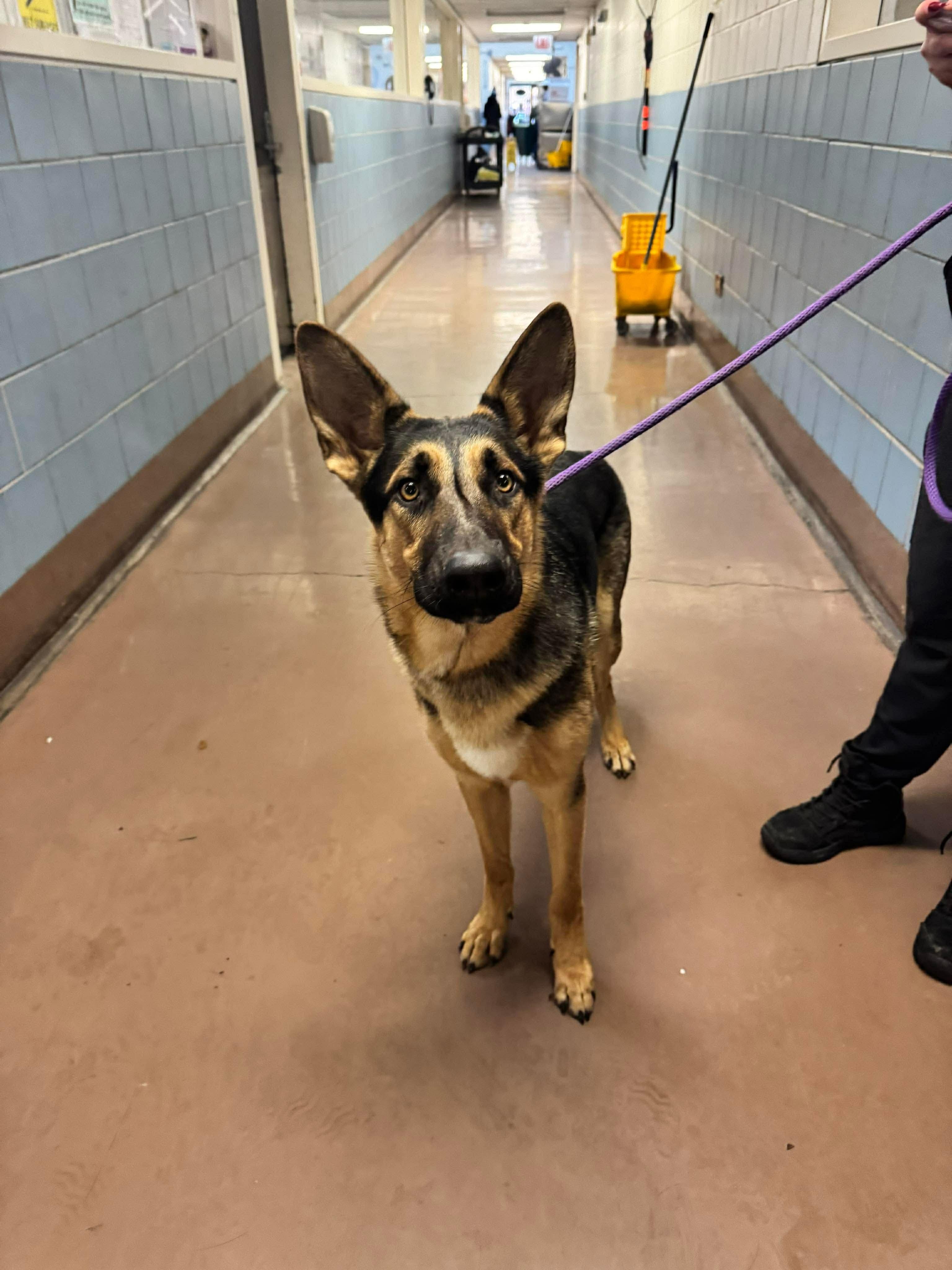 Enlarge Alfie, a ADOPTABLE German Shepherd Dog in Chicago, IL image 6/6