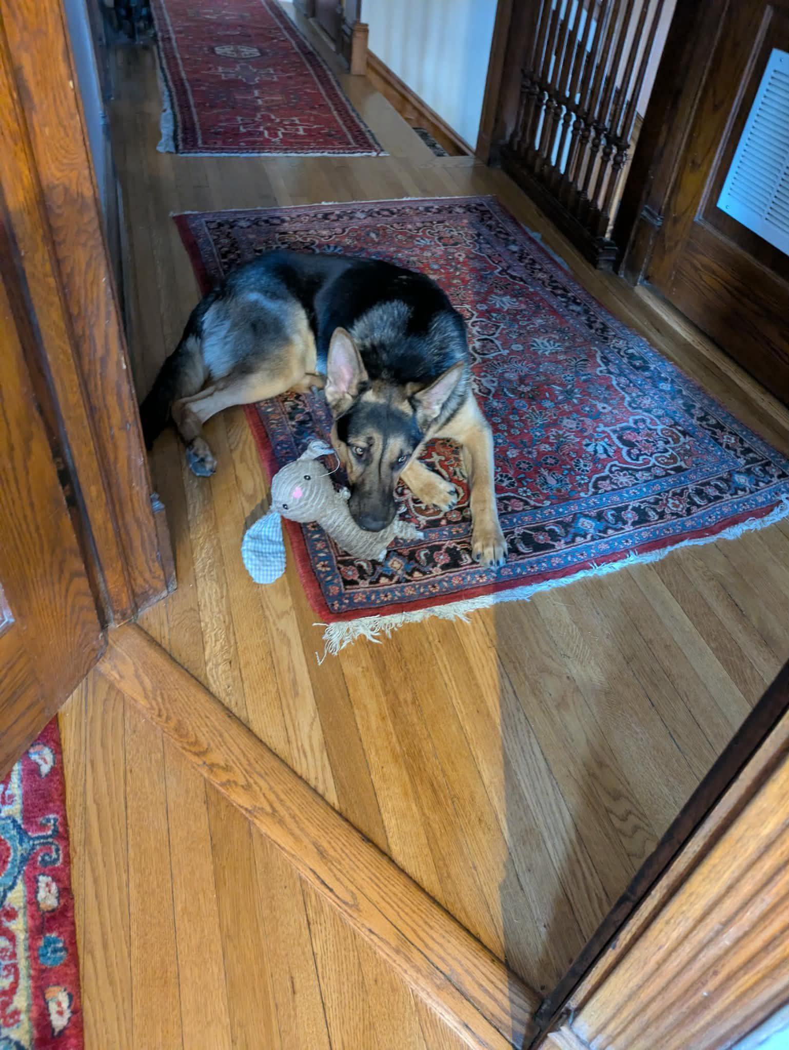 Alfie — thumbnail 4