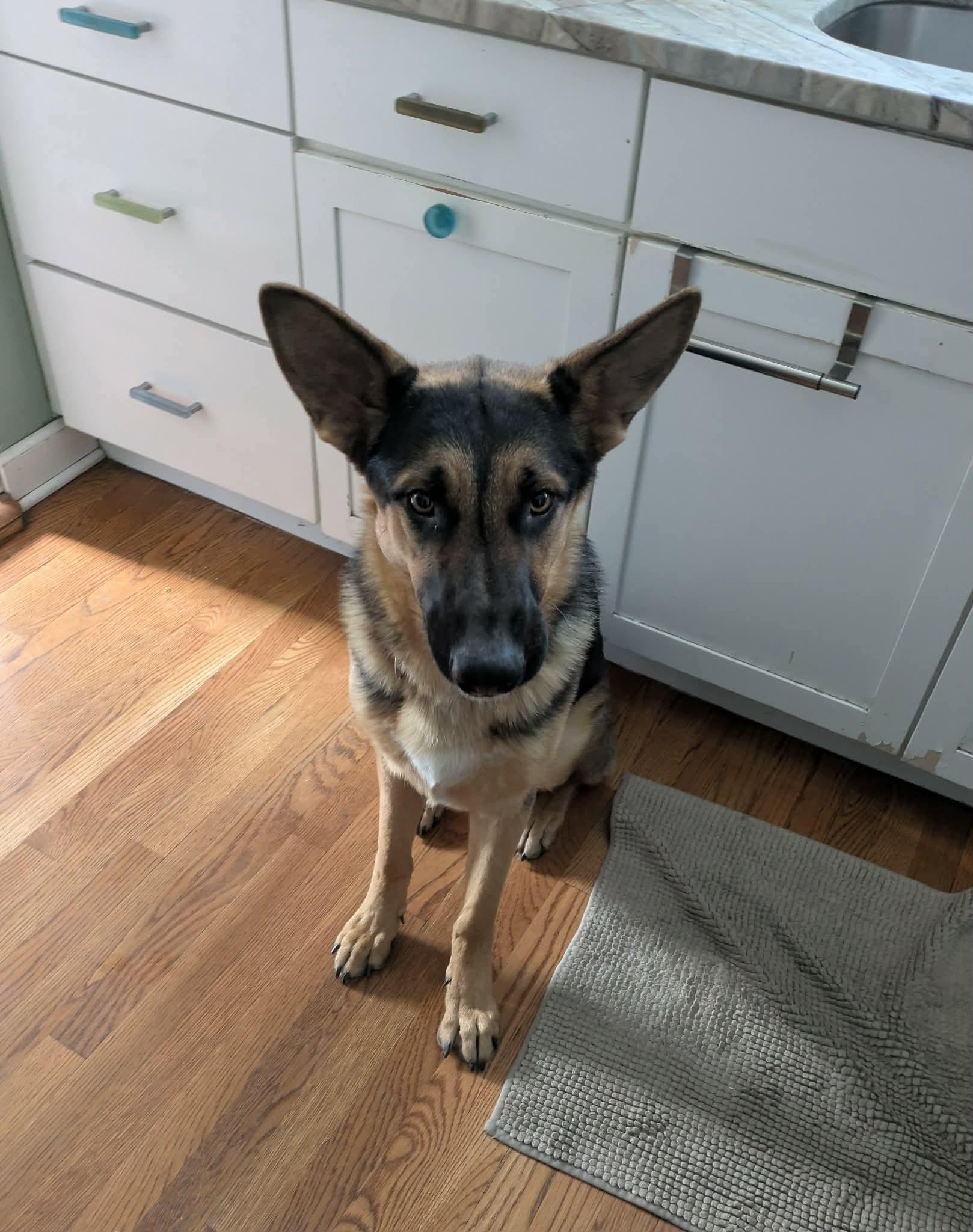 Alfie, ADOPTABLE, Young Male German Shepherd Dog.