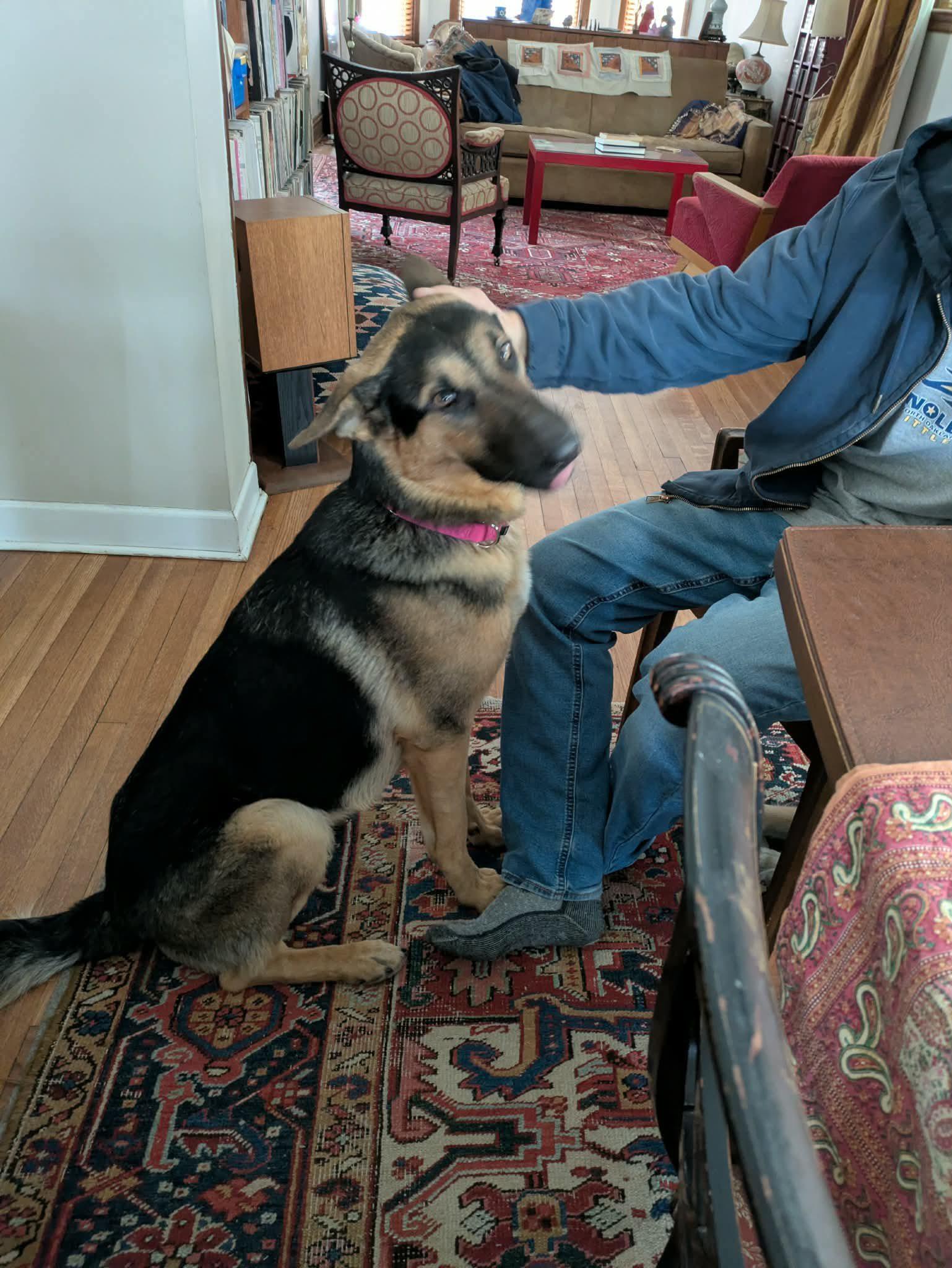 Alfie — thumbnail 6