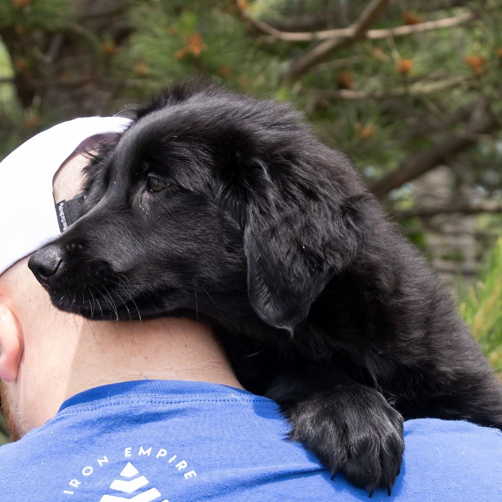 Sindal, Adoptable, Puppy Female Black Labrador Retriever & Mixed Breed.