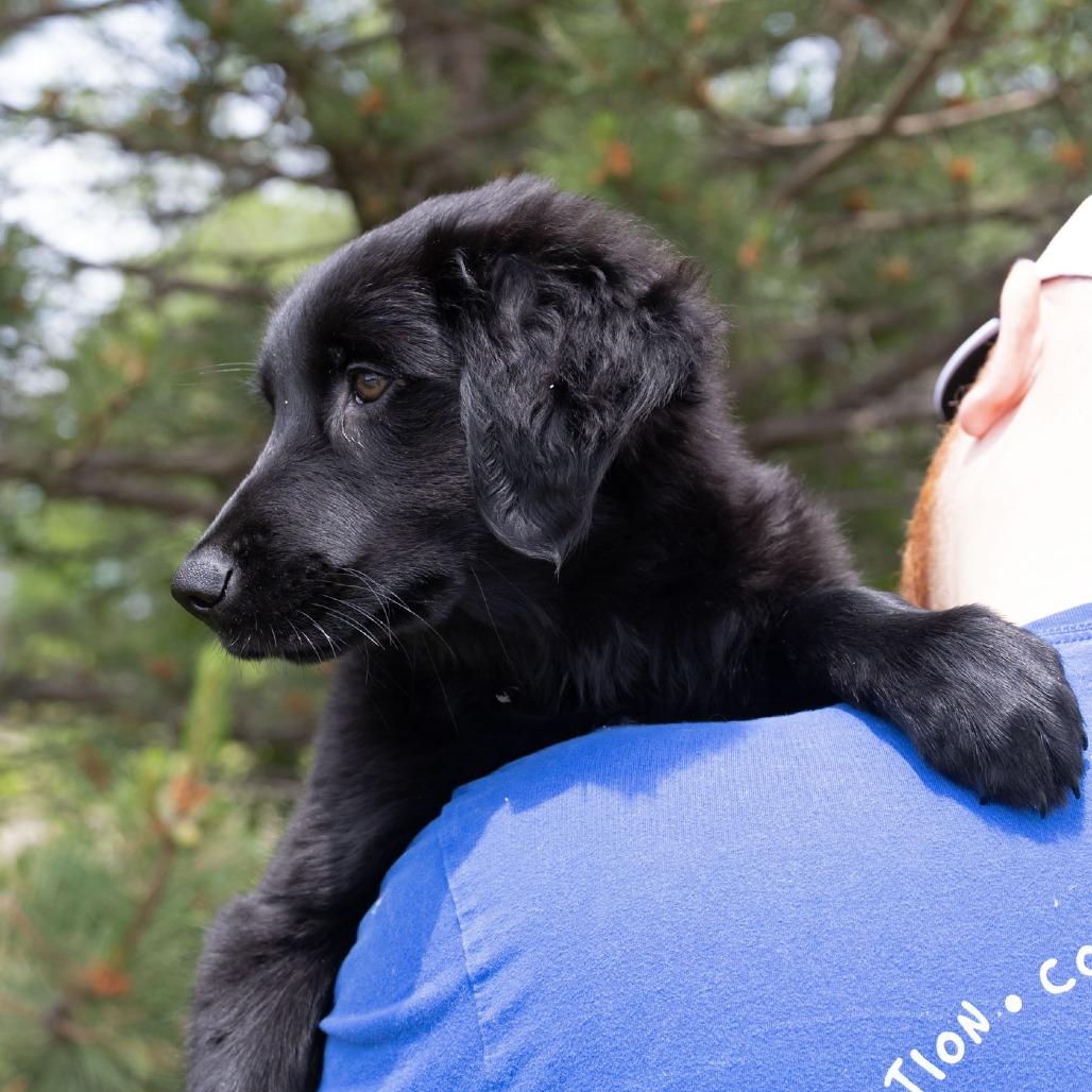Enlarge Sindal, a Adoptable mixed breed in Erie, PA image 3/6