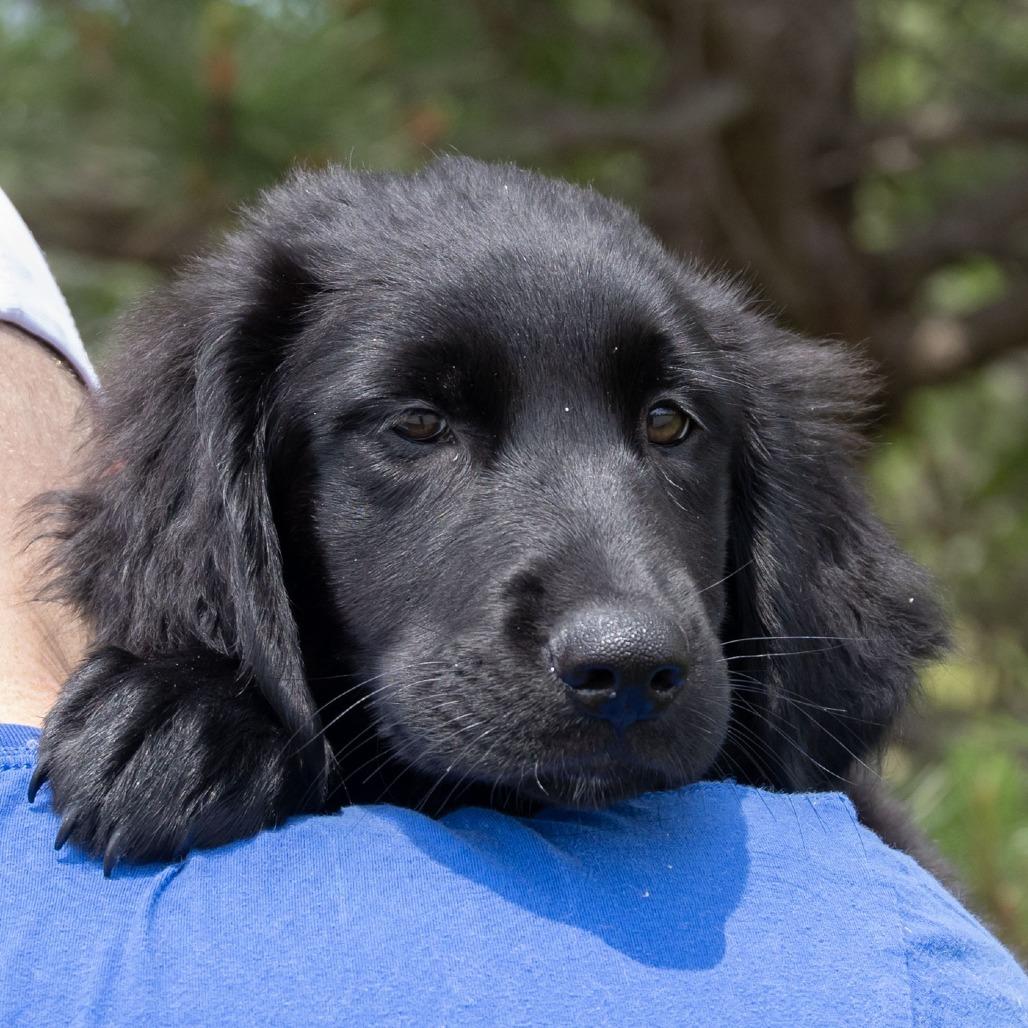 Enlarge Sindal, a Adoptable mixed breed in Erie, PA image 4/6