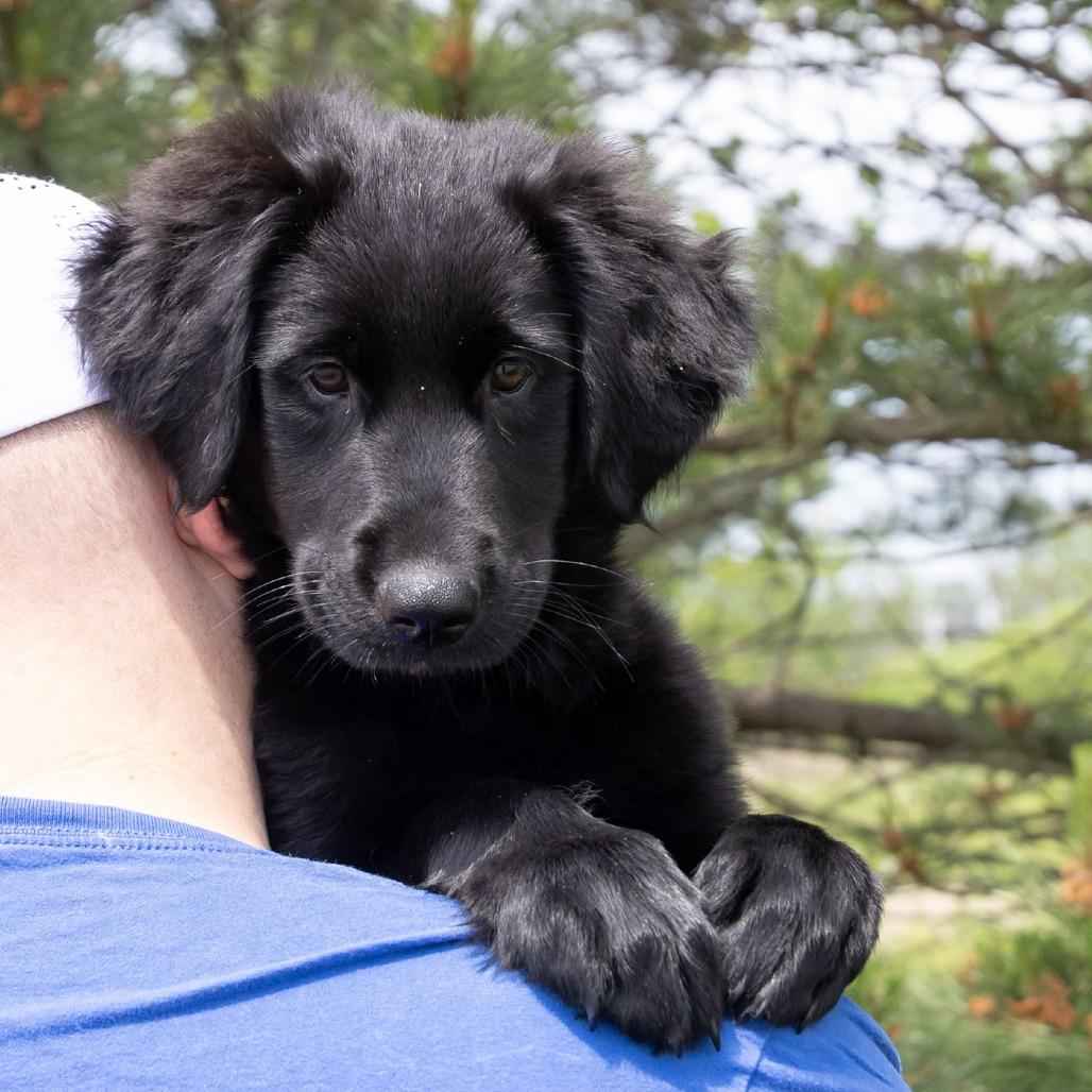 Enlarge Sindal, a Adoptable mixed breed in Erie, PA image 5/6