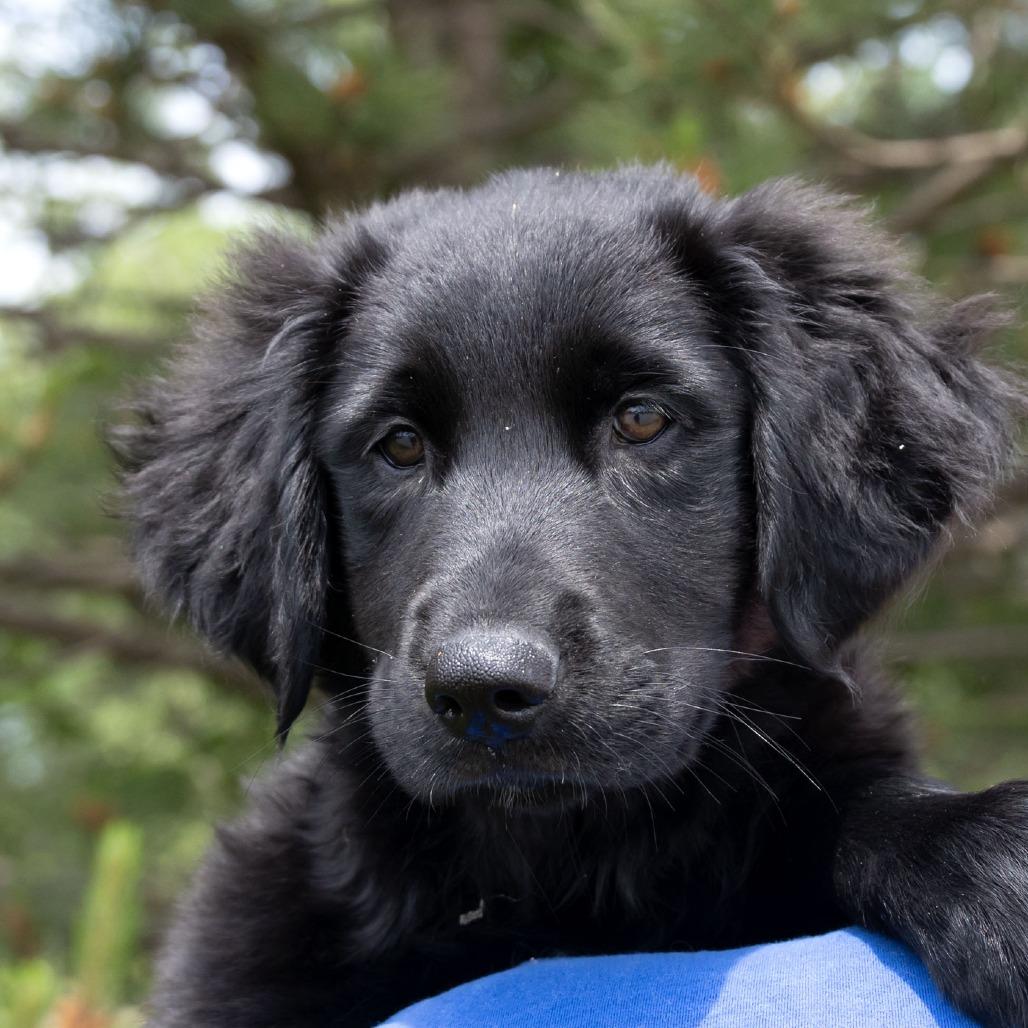 Enlarge Sindal, a Adoptable mixed breed in Erie, PA image 6/6