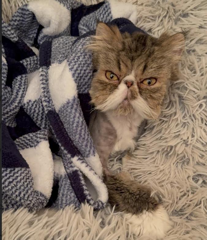 Frank, an adopted Persian in Greenburgh, NY image 5/6