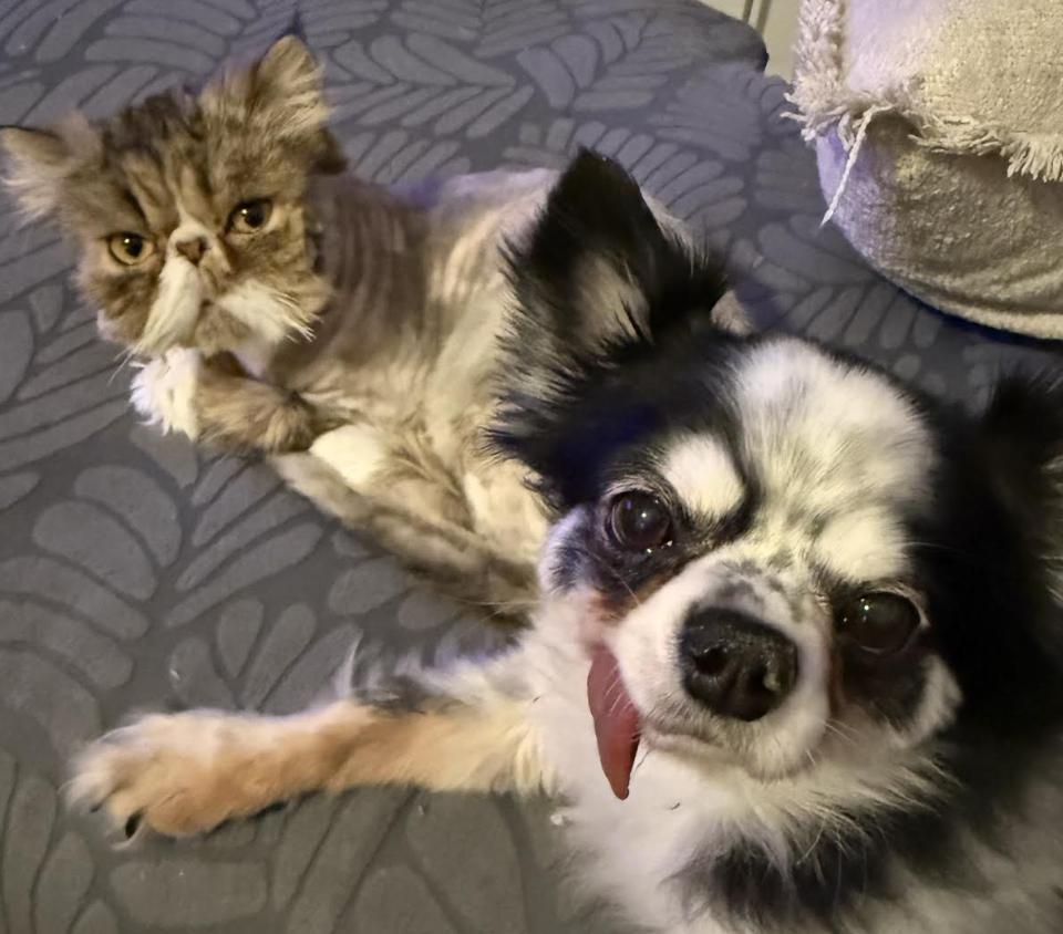 Frank, an adopted Persian in Greenburgh, NY image 2/6