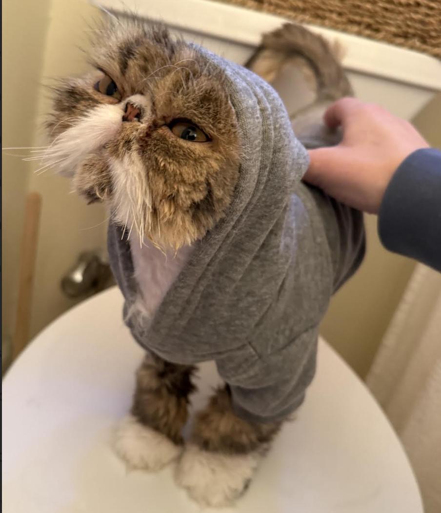 Frank, an adopted Persian in Greenburgh, NY image 4/6