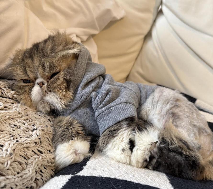 Frank, an adopted Persian in Greenburgh, NY image 6/6