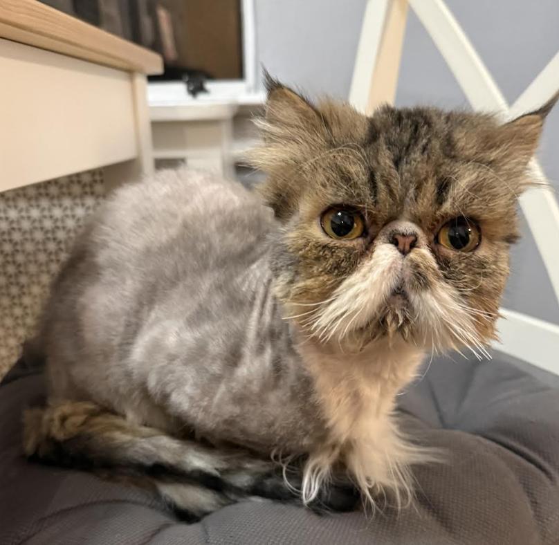 Frank, adopted, Young Male Persian.
