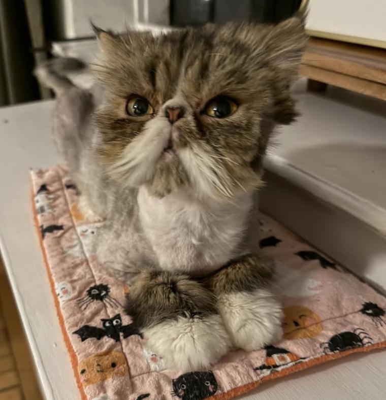 Frank, an adopted Persian in Greenburgh, NY image 3/6