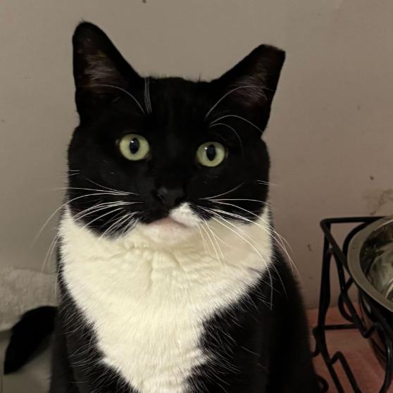 Enlarge Hailey, a Adoptable Domestic Short Hair in Oceanside, NY image 1/1