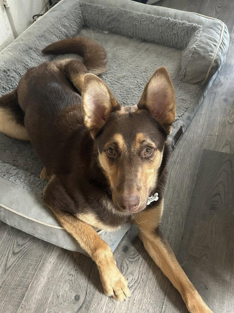 Enlarge Saben, a Adoptable German Shepherd Dog in Modesto, CA image 1/1