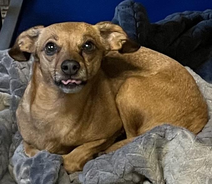 Duchess, an adopted Chihuahua in Polson, MT image 4/5