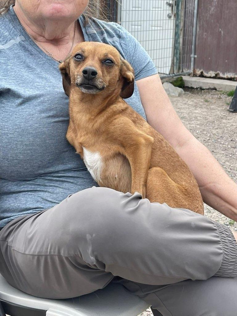 Duchess, an adopted Chihuahua in Polson, MT image 5/5