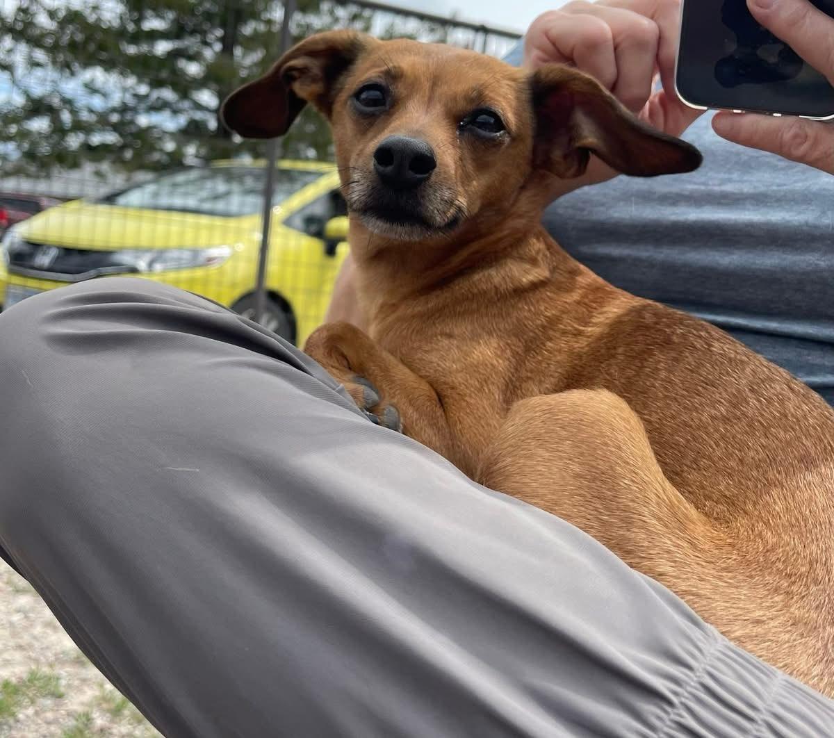 Duchess, an adopted Chihuahua in Polson, MT image 3/5