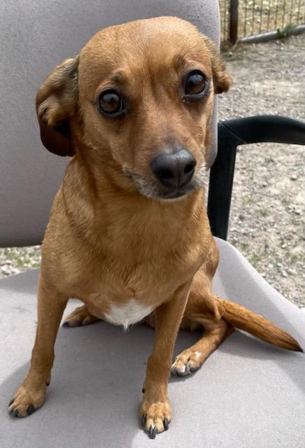 Duchess, an adopted Chihuahua in Polson, MT image 1/5