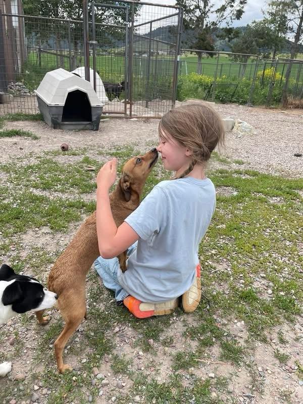 Duchess, an adopted Chihuahua in Polson, MT image 2/5