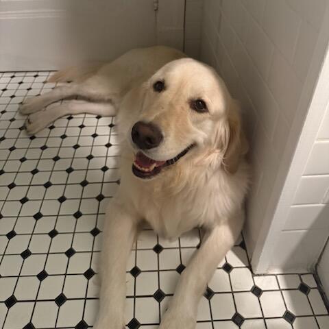 Beckett #6628, Adoptable, Adult Male Golden Retriever.