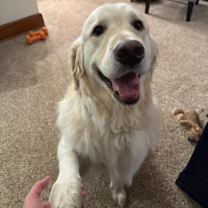 Enlarge Beckett #6628, a Adoptable Golden Retriever in Louisville, KY image 3/6