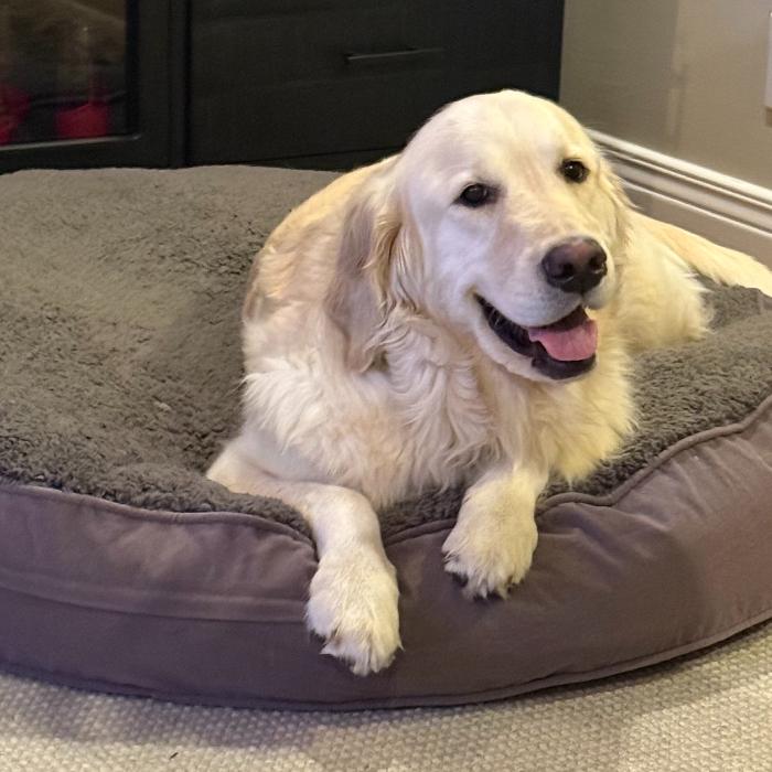 Enlarge Beckett #6628, a Adoptable Golden Retriever in Louisville, KY image 4/6