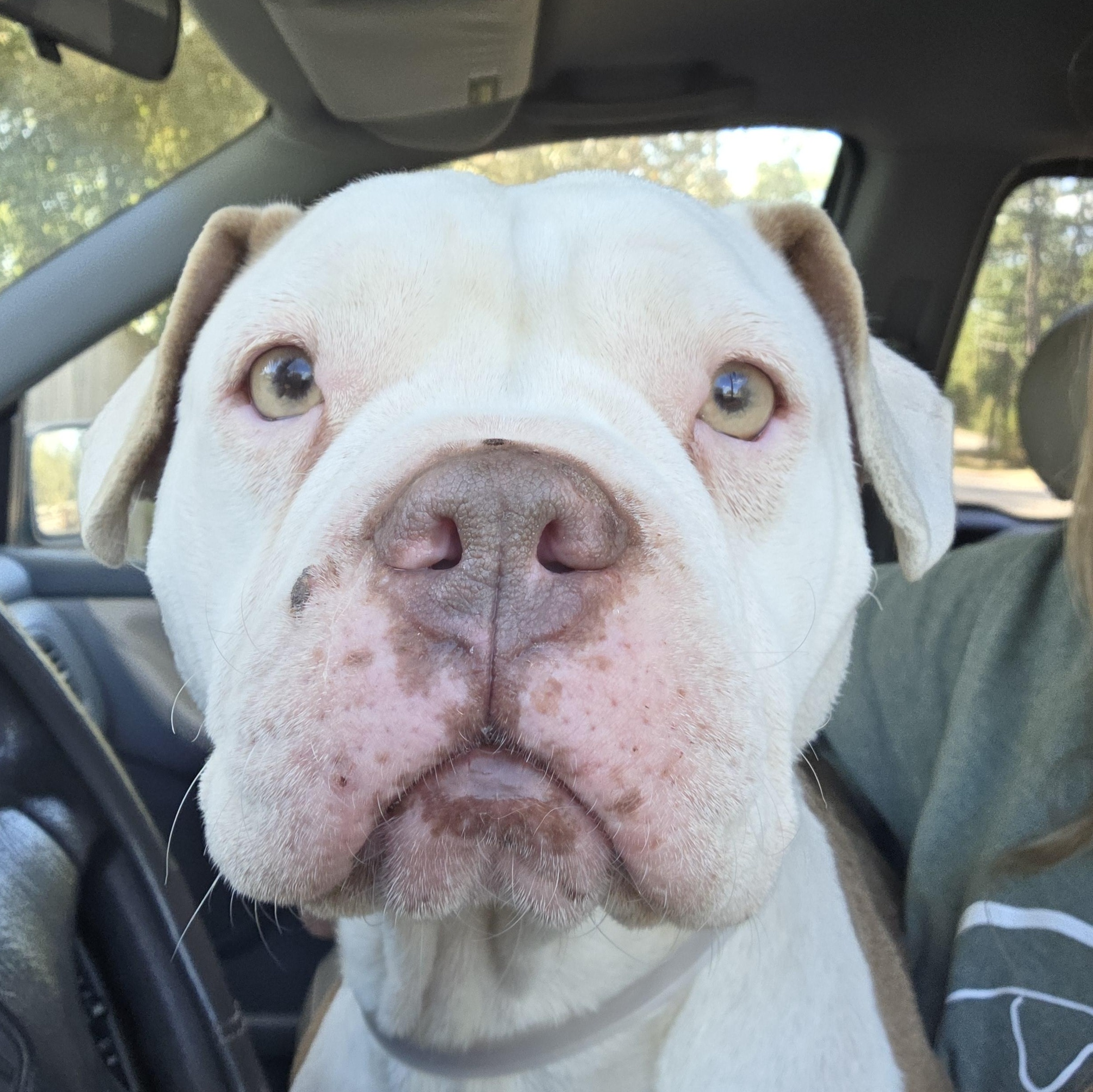 Enlarge Rosita, an adopted mixed breed in Middletown , VA image 3/5