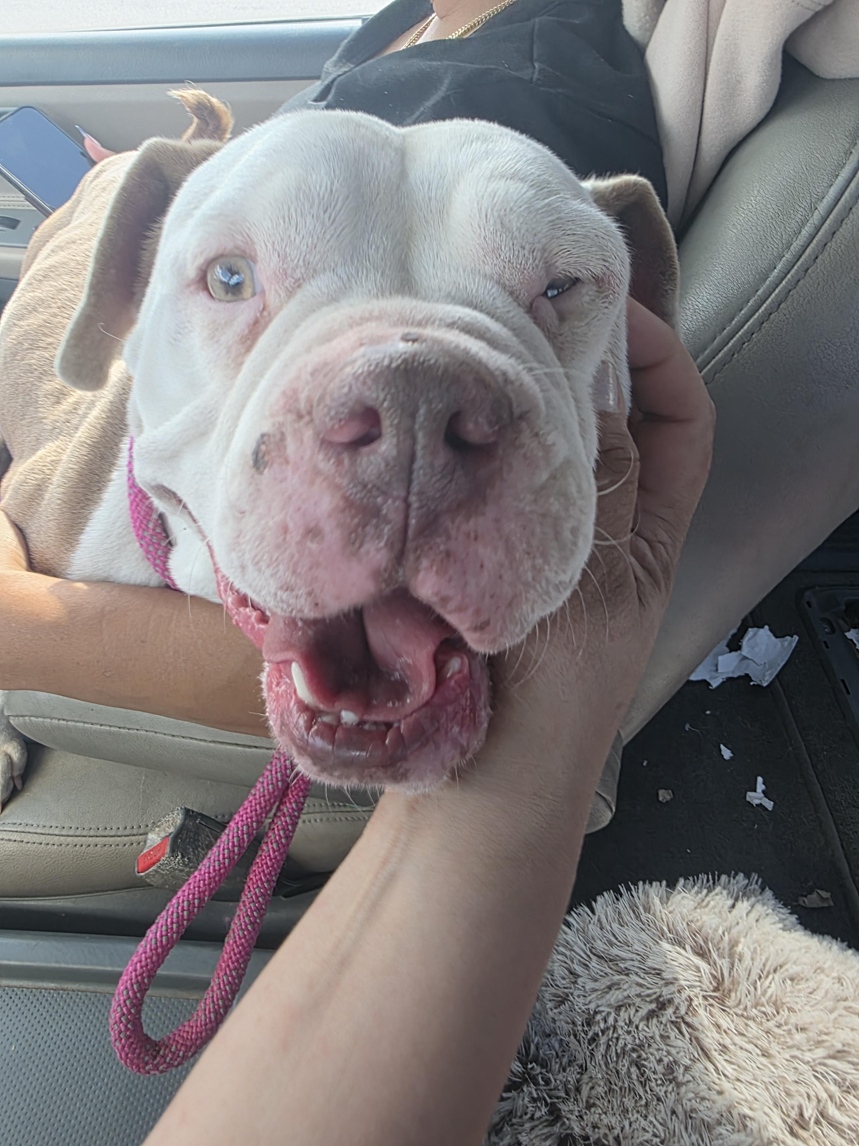 Enlarge Rosita, an adopted mixed breed in Middletown , VA image 5/5