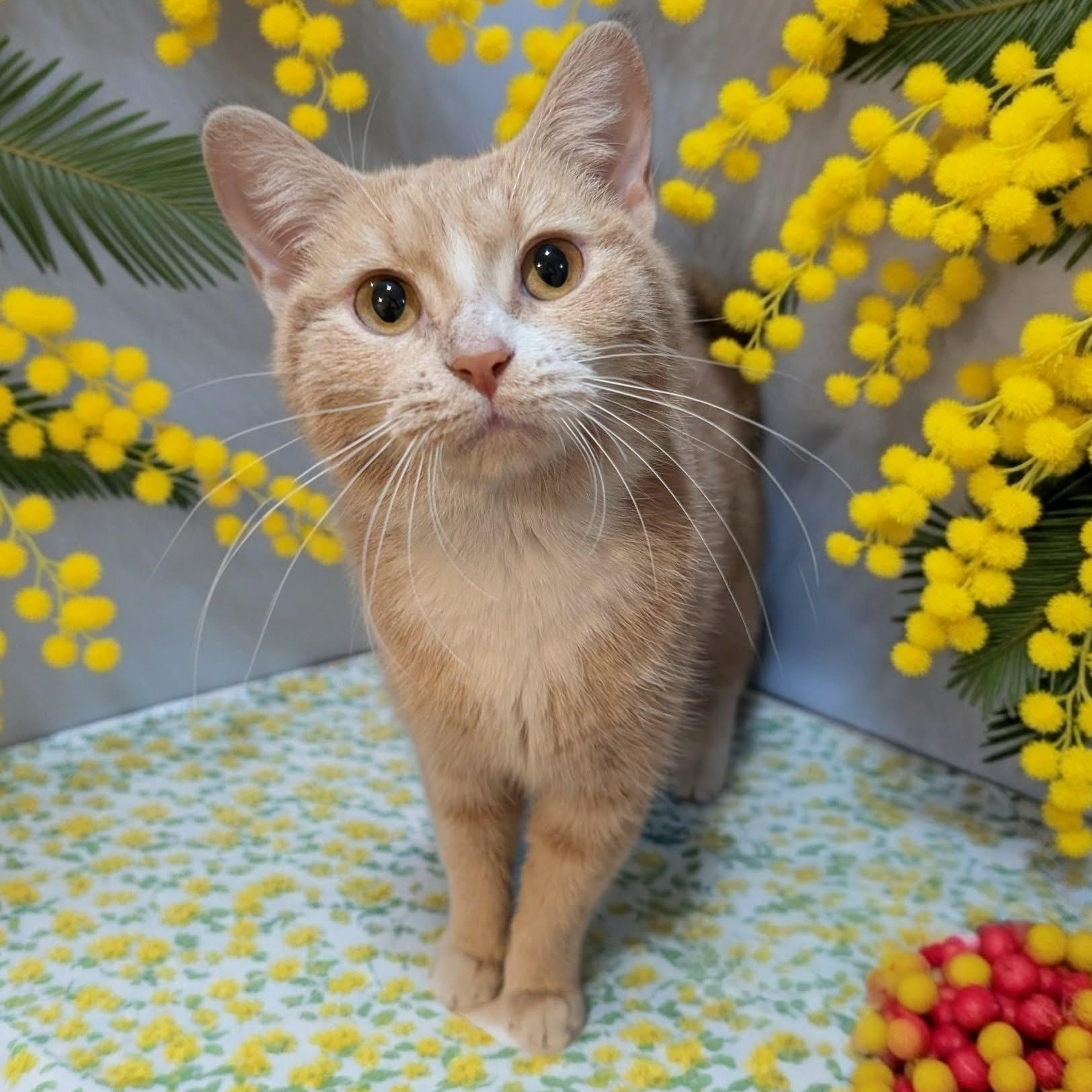 Enlarge Mimosa, an adopted Domestic Short Hair in West Palm Beach, FL image 1/4
