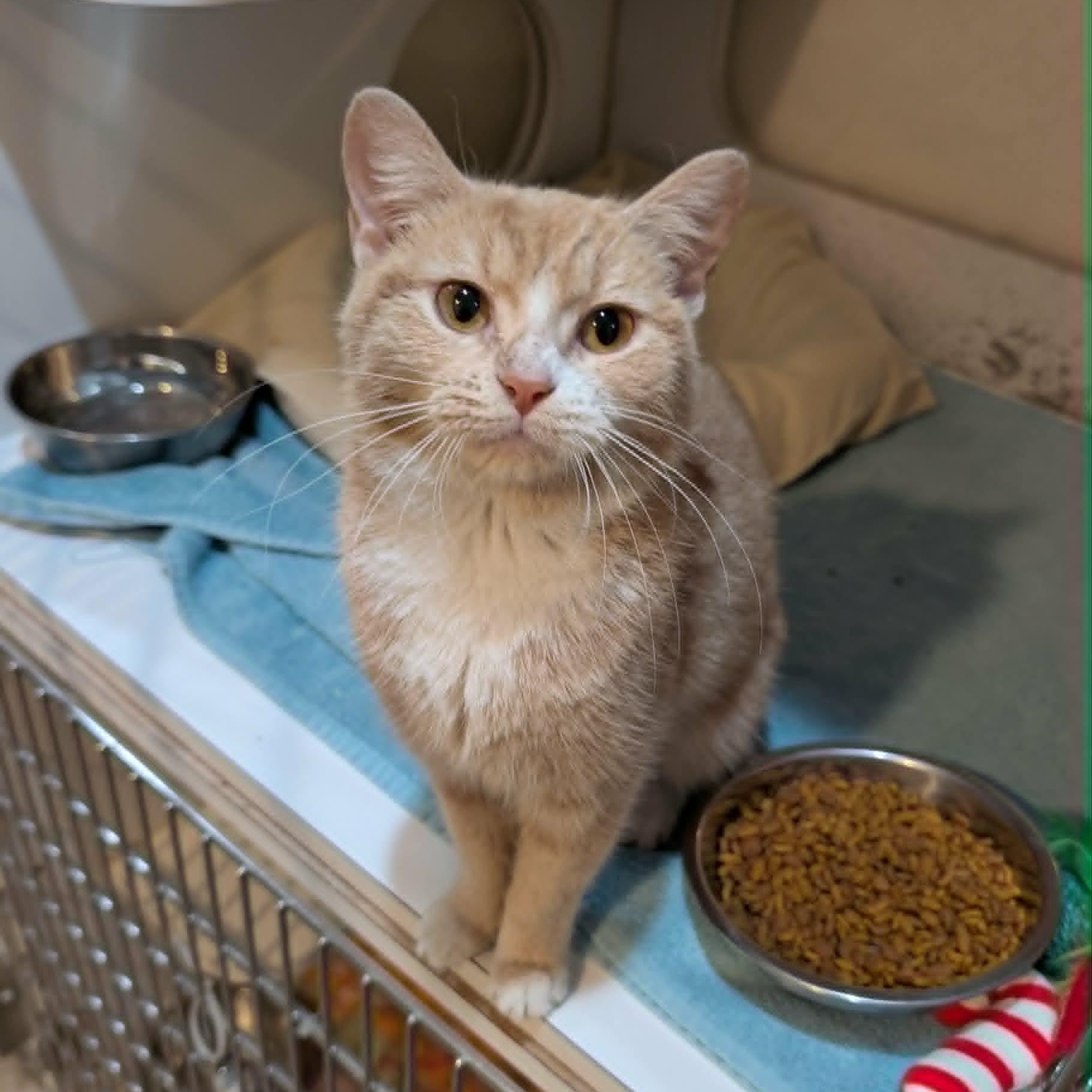 Enlarge Mimosa, an adopted Domestic Short Hair in West Palm Beach, FL image 3/4