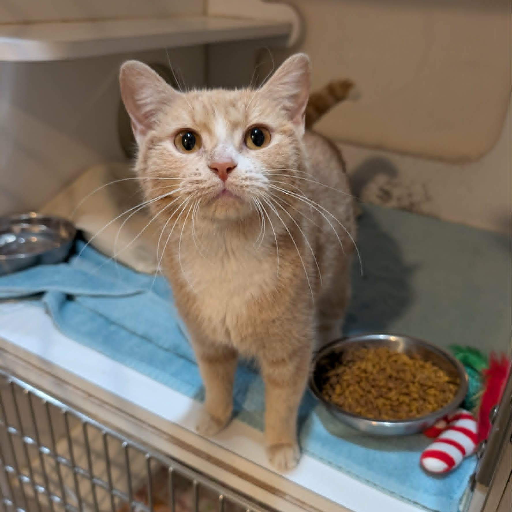 Enlarge Mimosa, an adopted Domestic Short Hair in West Palm Beach, FL image 2/4