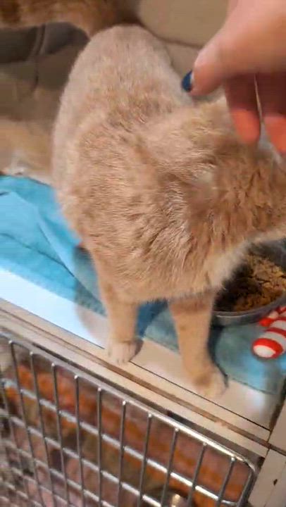 Enlarge Mimosa, an adopted Domestic Short Hair in West Palm Beach, FL video 4/4