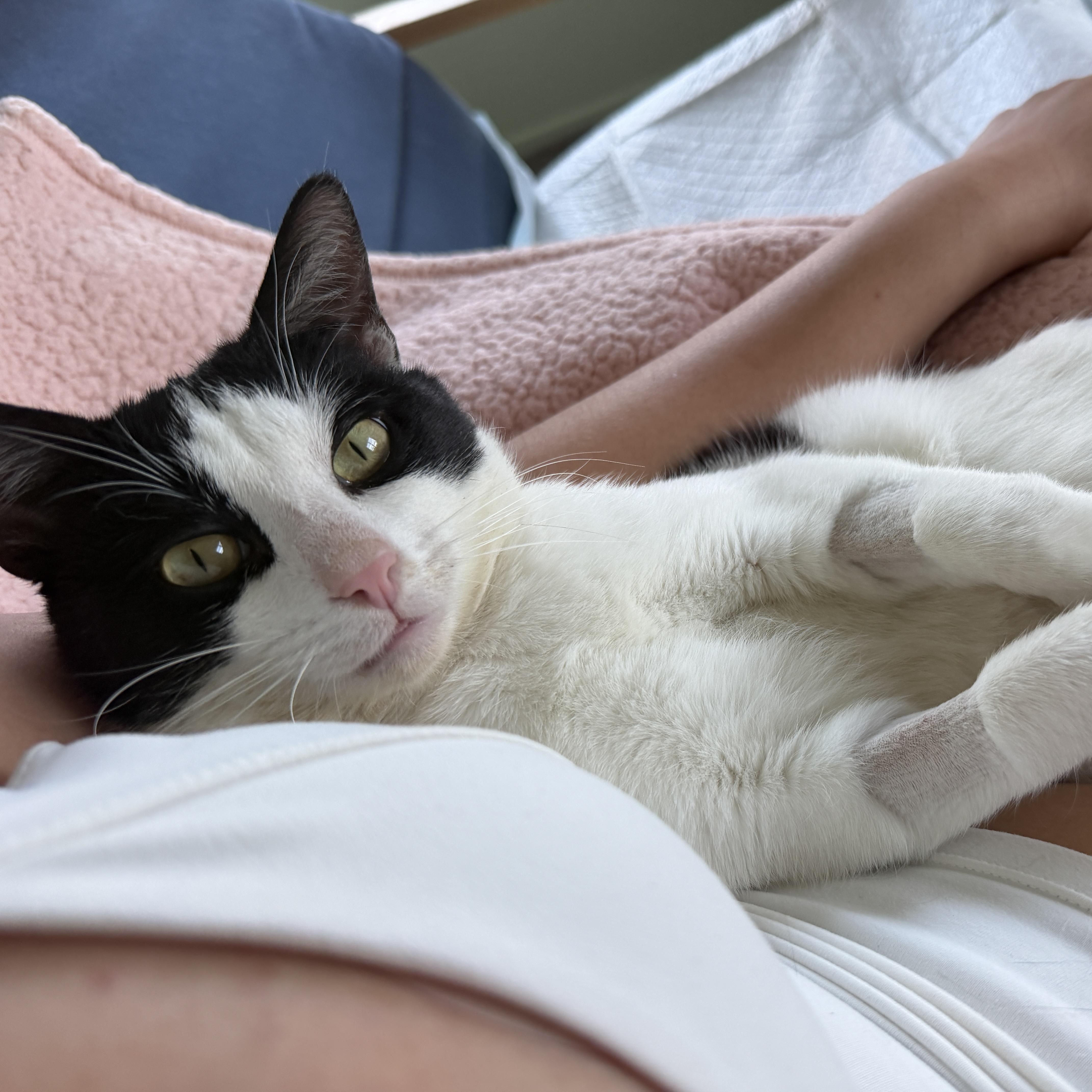 Enlarge Parker, a ADOPTABLE Domestic Short Hair in Davis, CA image 6/6