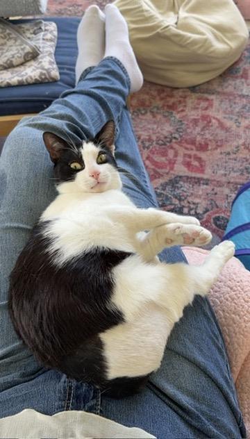 Parker, a ADOPTABLE Domestic Short Hair in Davis, CA image 2/6