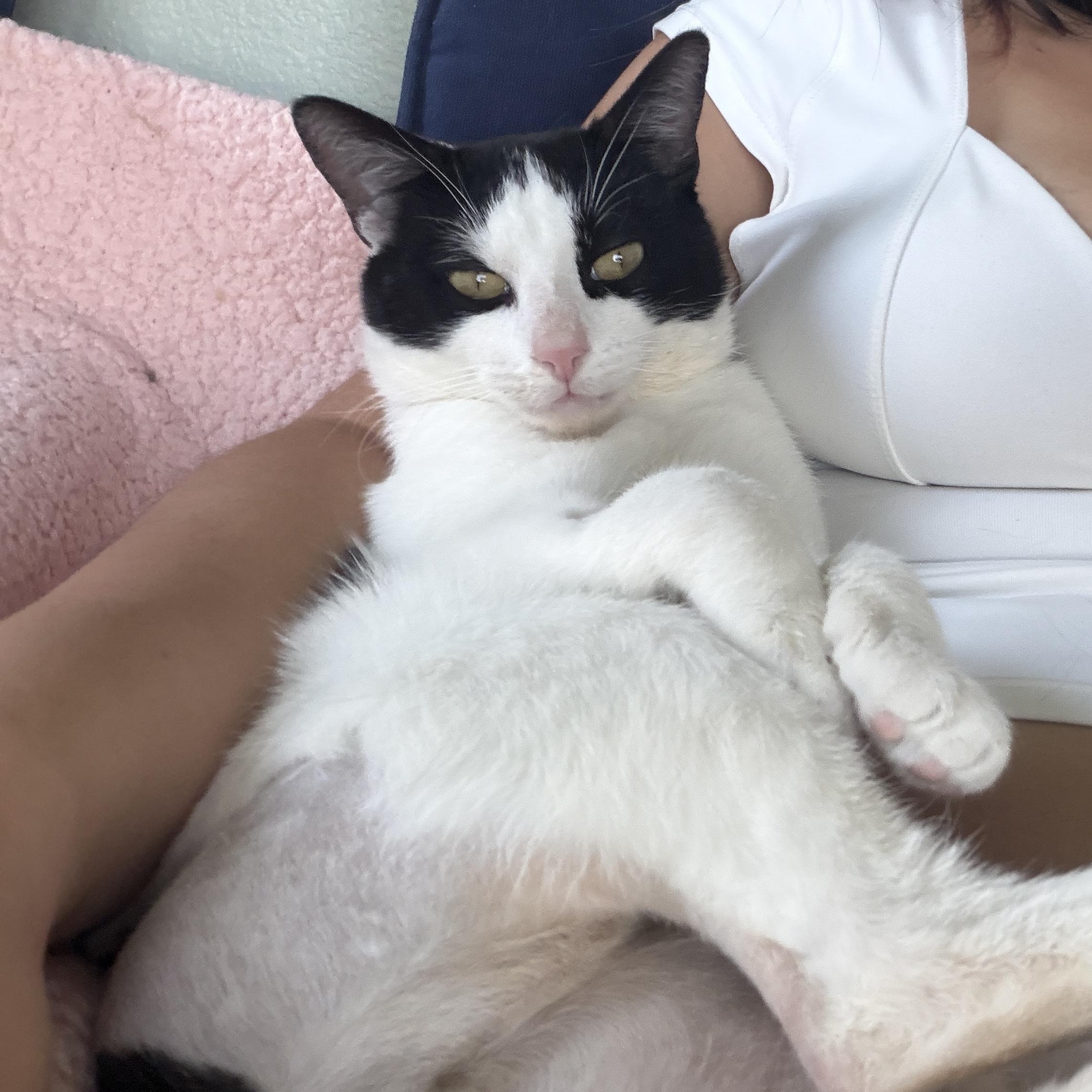 Enlarge Parker, a ADOPTABLE Domestic Short Hair in Davis, CA image 3/6