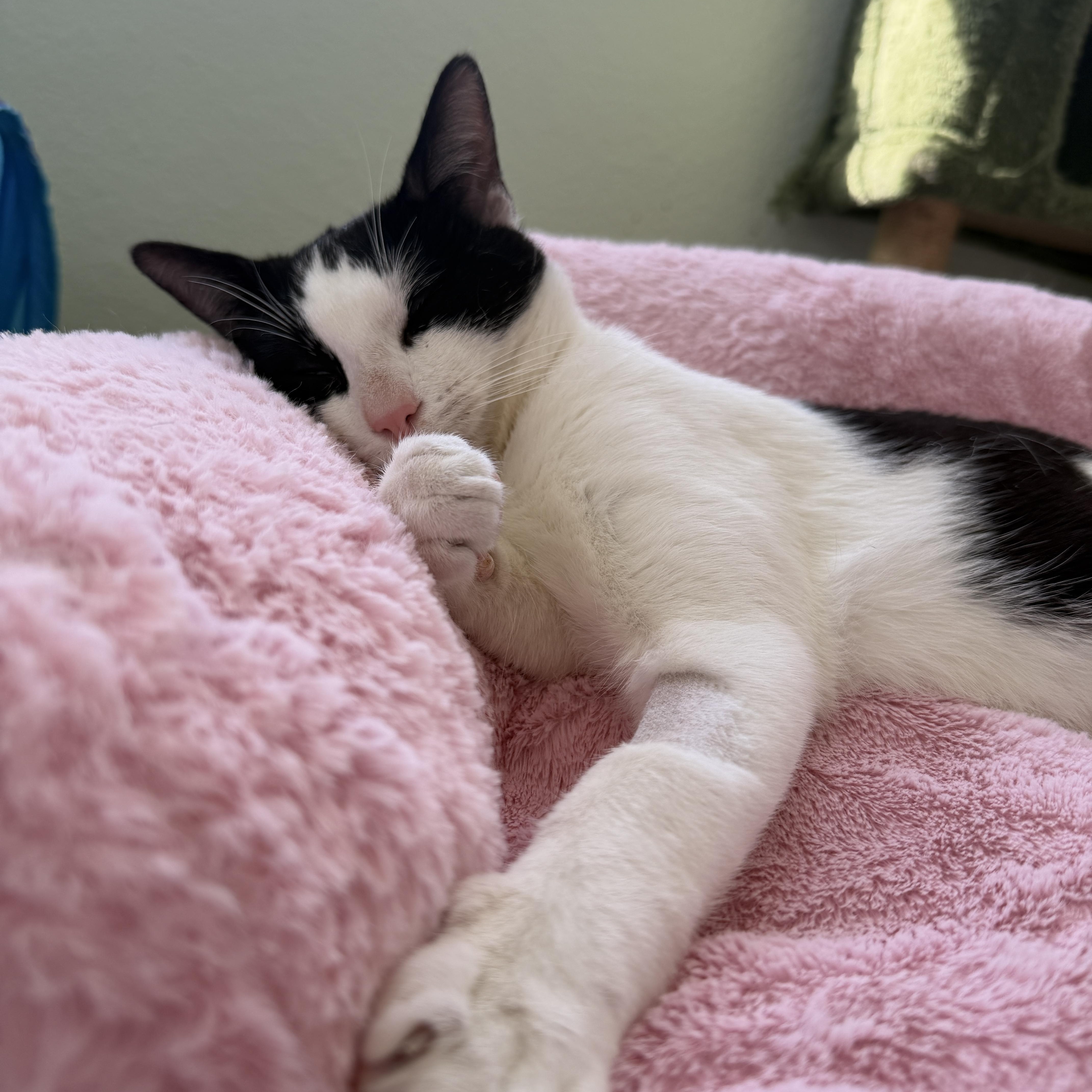 Enlarge Parker, a ADOPTABLE Domestic Short Hair in Davis, CA image 5/6