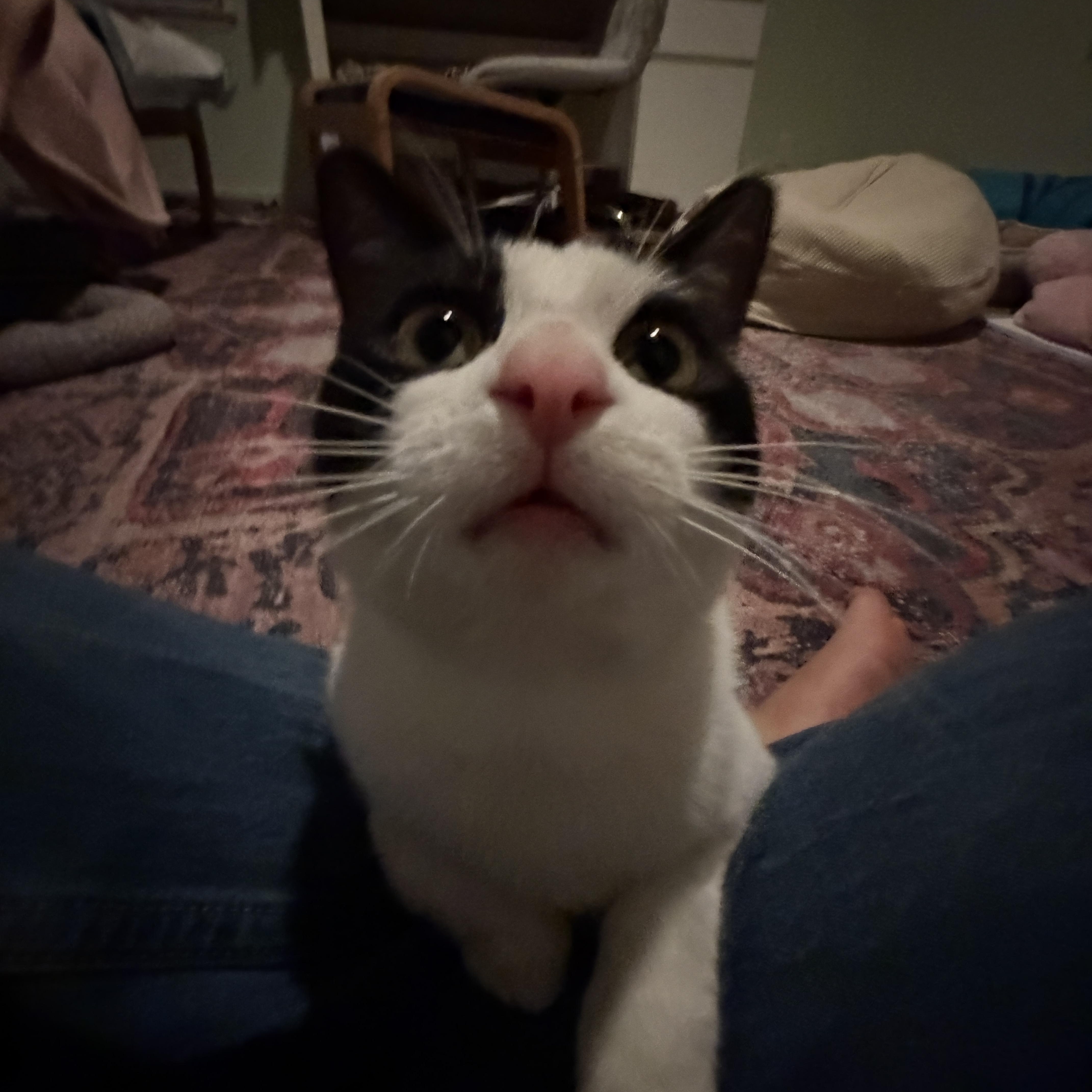 Enlarge Parker, a ADOPTABLE Domestic Short Hair in Davis, CA image 2/6