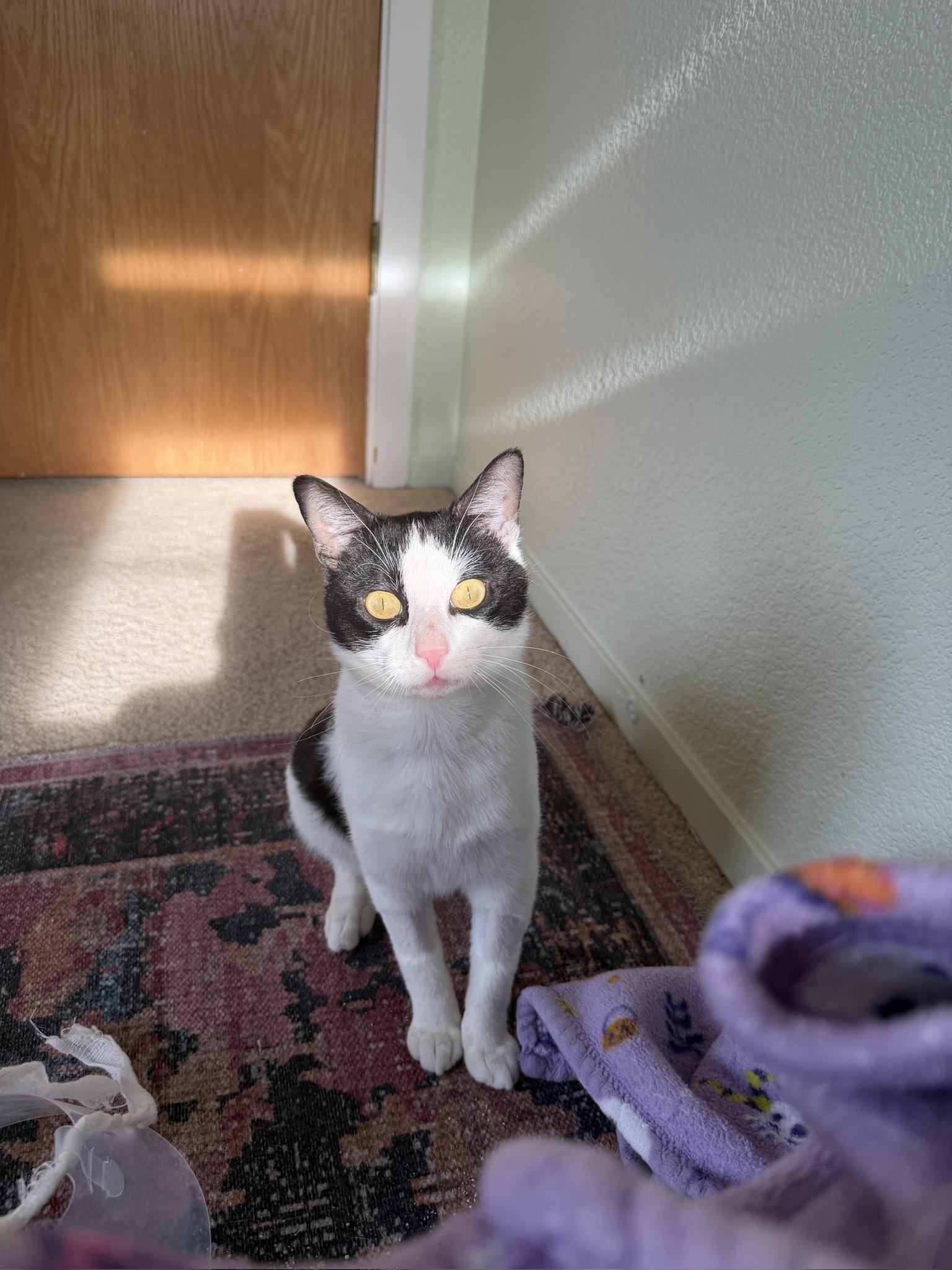 Parker, a ADOPTABLE Domestic Short Hair in Davis, CA image 3/6