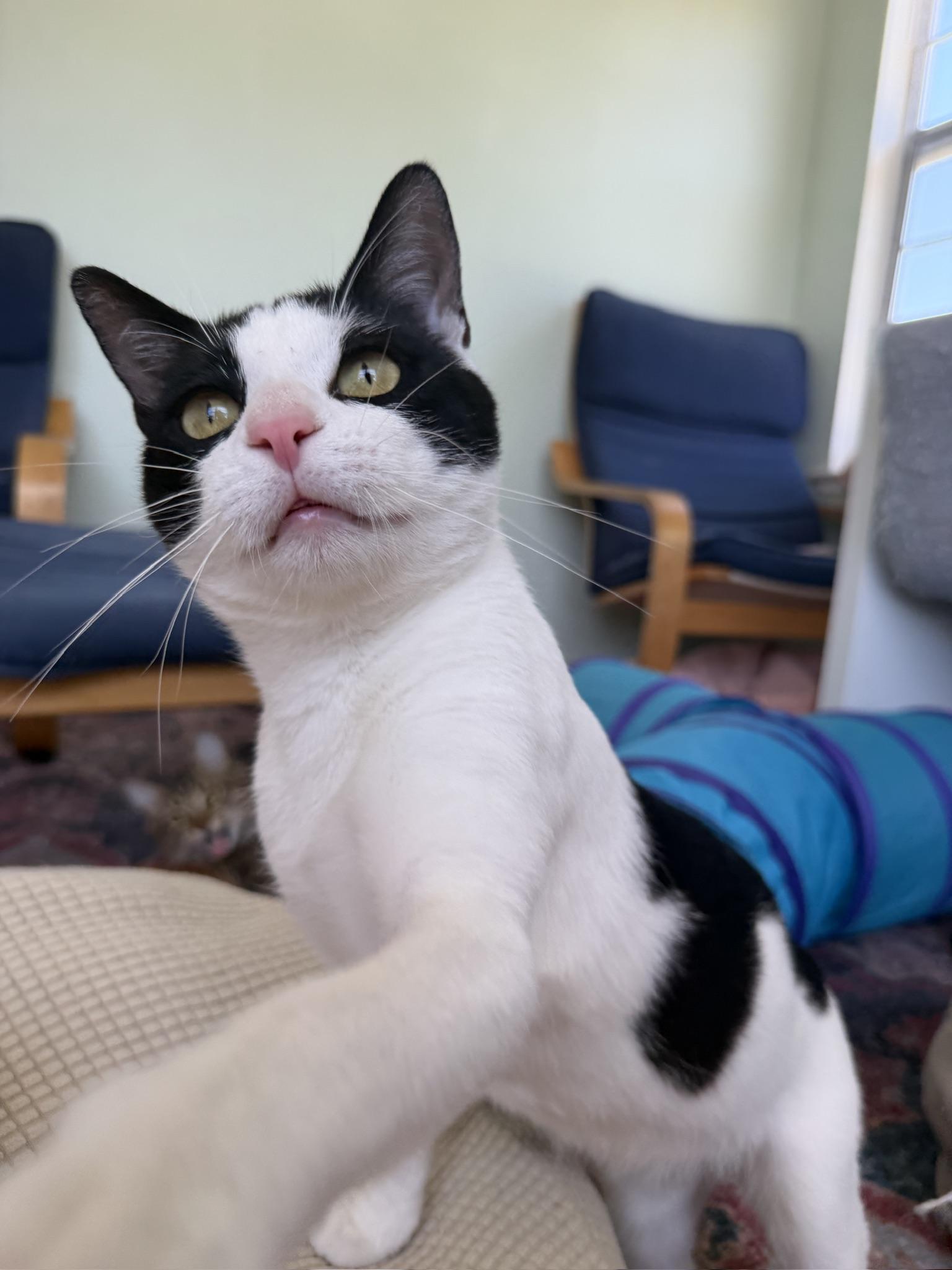 Parker, ADOPTABLE, Adult Male Domestic Short Hair.