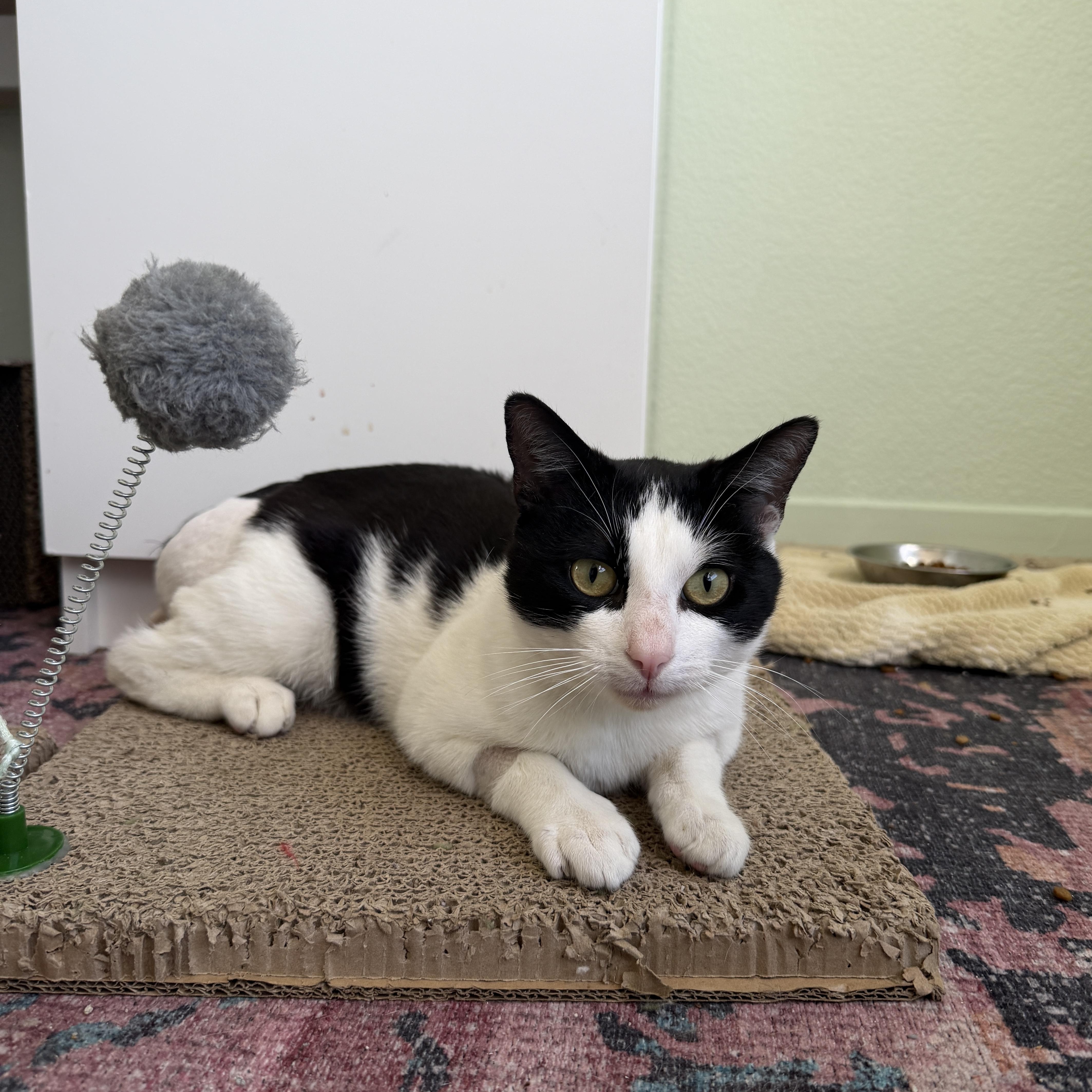 Parker, ADOPTABLE, Adult Male Domestic Short Hair.