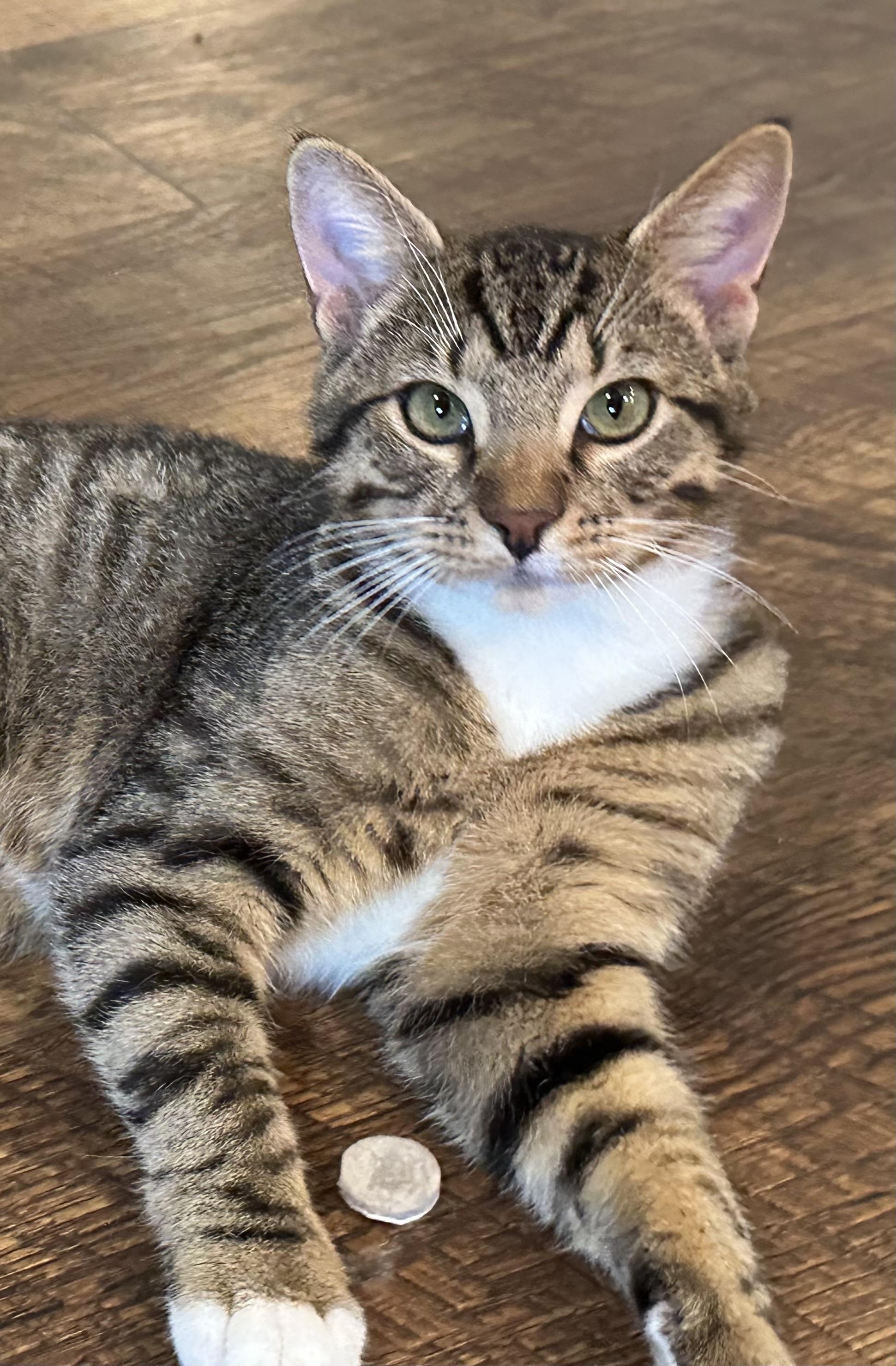 Rocco, Adult Male Domestic Short Hair