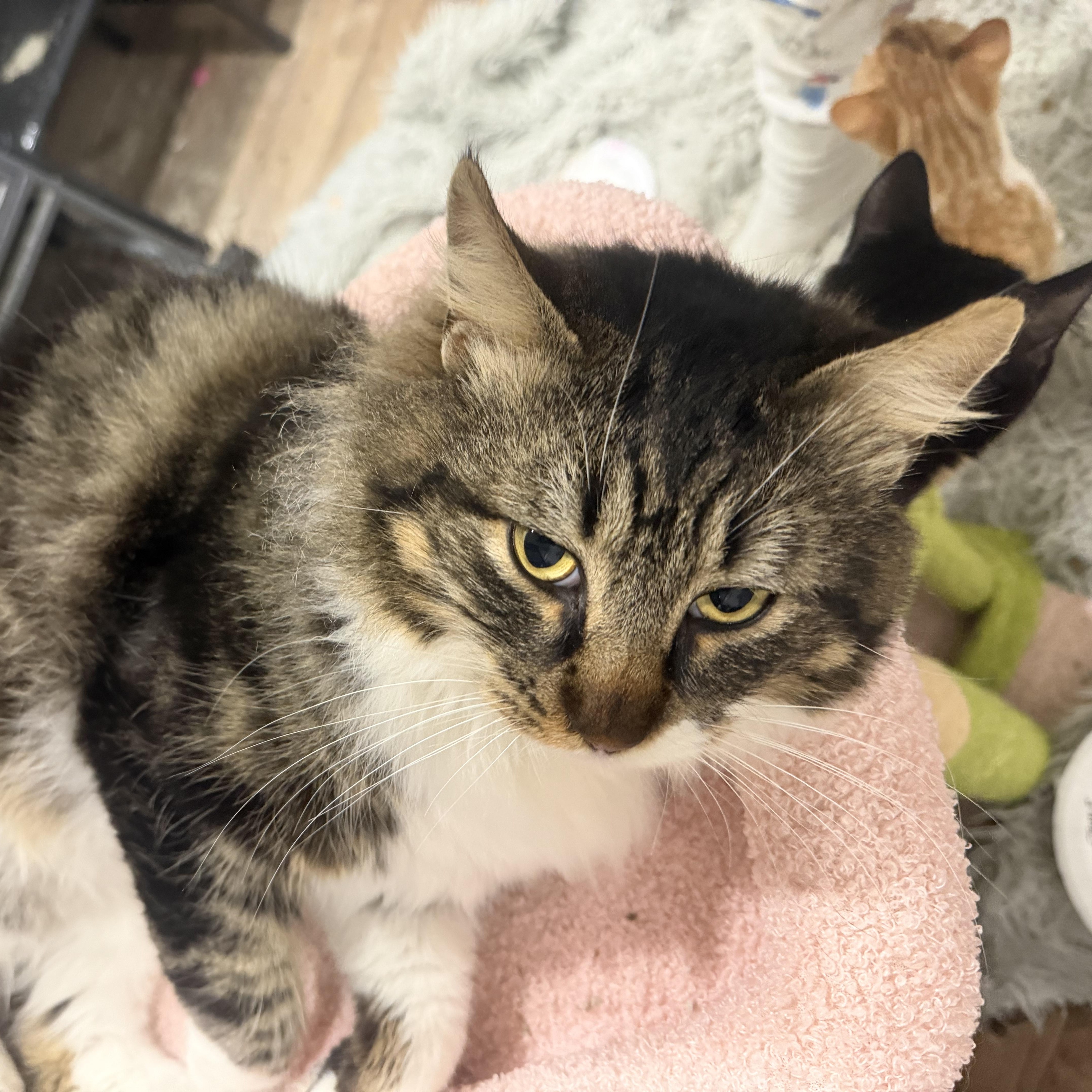 Enlarge Miso, a ADOPTABLE Domestic Long Hair in Rio Linda, CA image 5/5