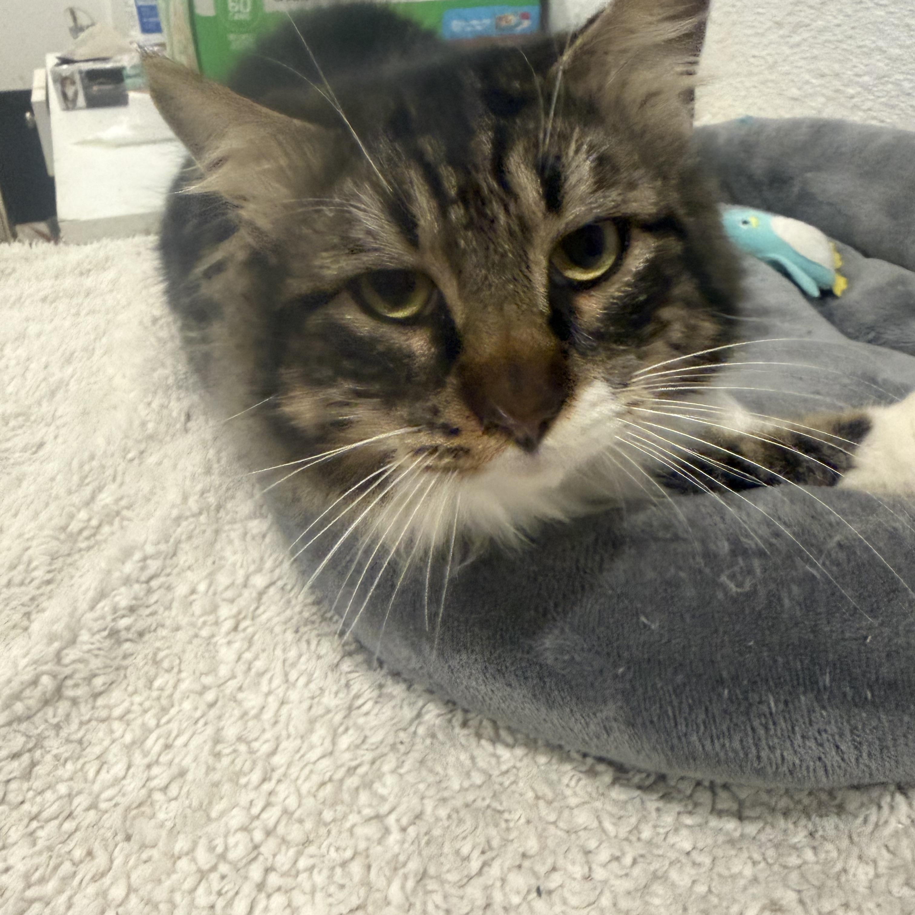 Enlarge Miso, a ADOPTABLE Domestic Long Hair in Rio Linda, CA image 4/5