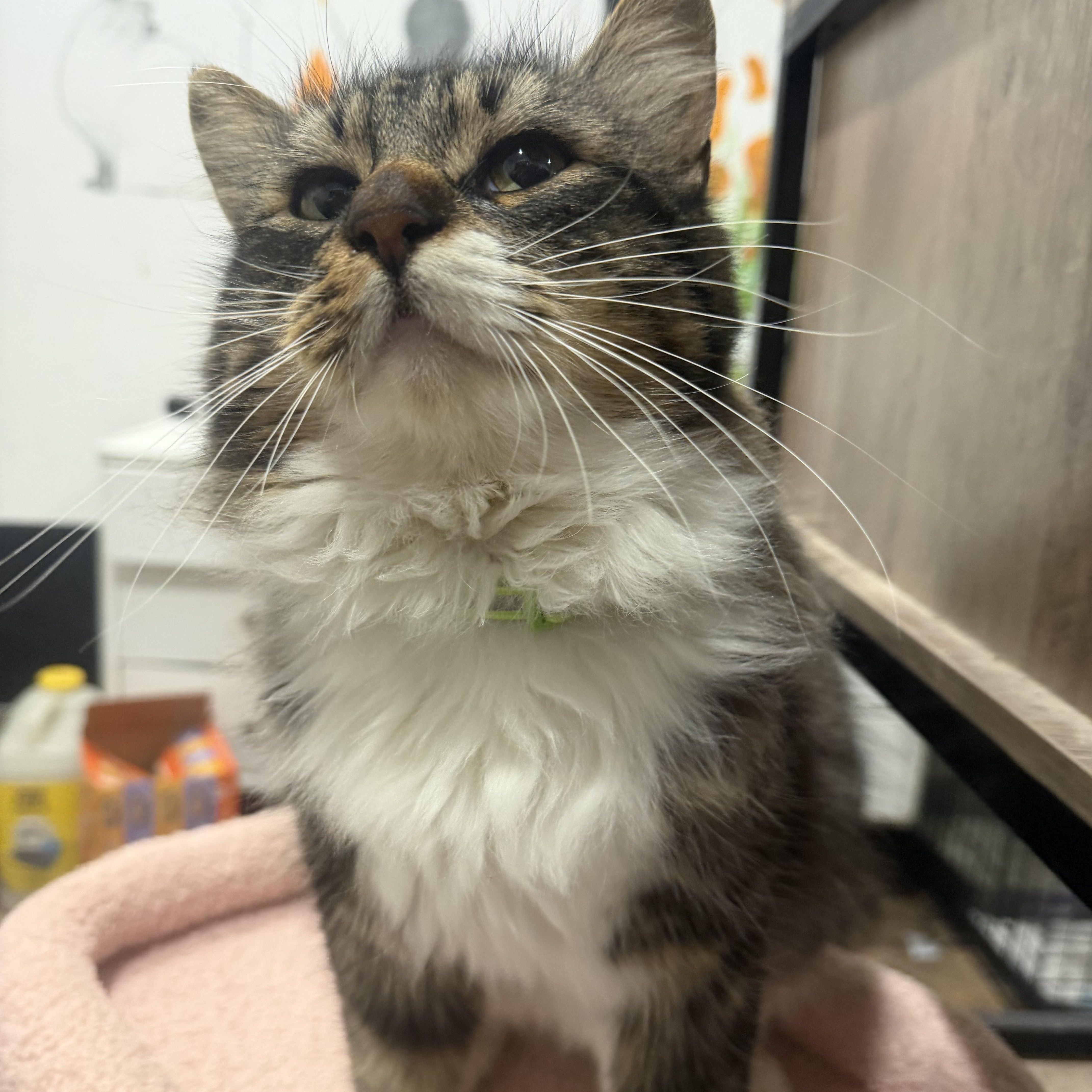 Enlarge Miso, a ADOPTABLE Domestic Long Hair in Rio Linda, CA image 3/5