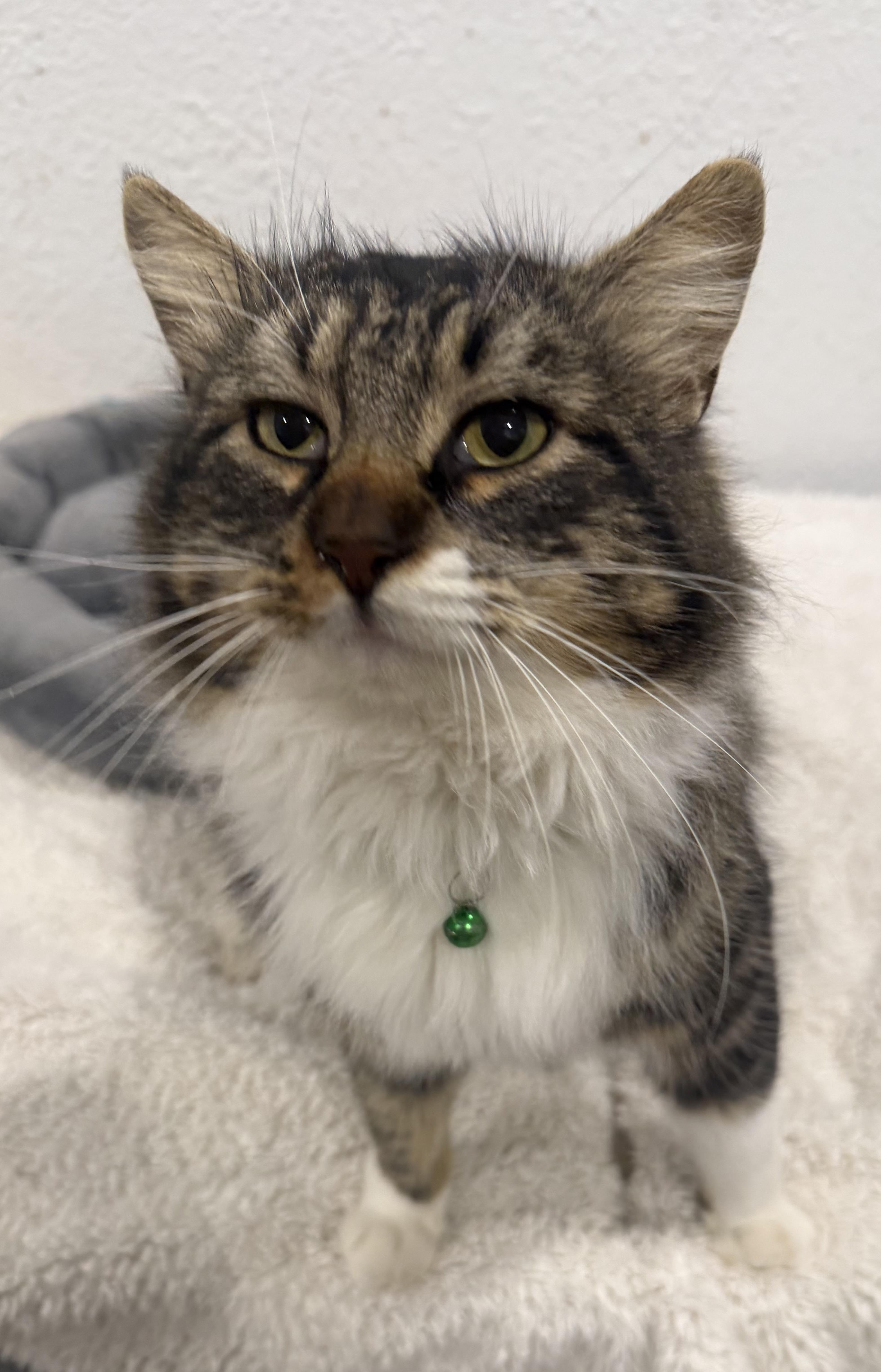 Enlarge Miso, a ADOPTABLE Domestic Long Hair in Rio Linda, CA image 1/5