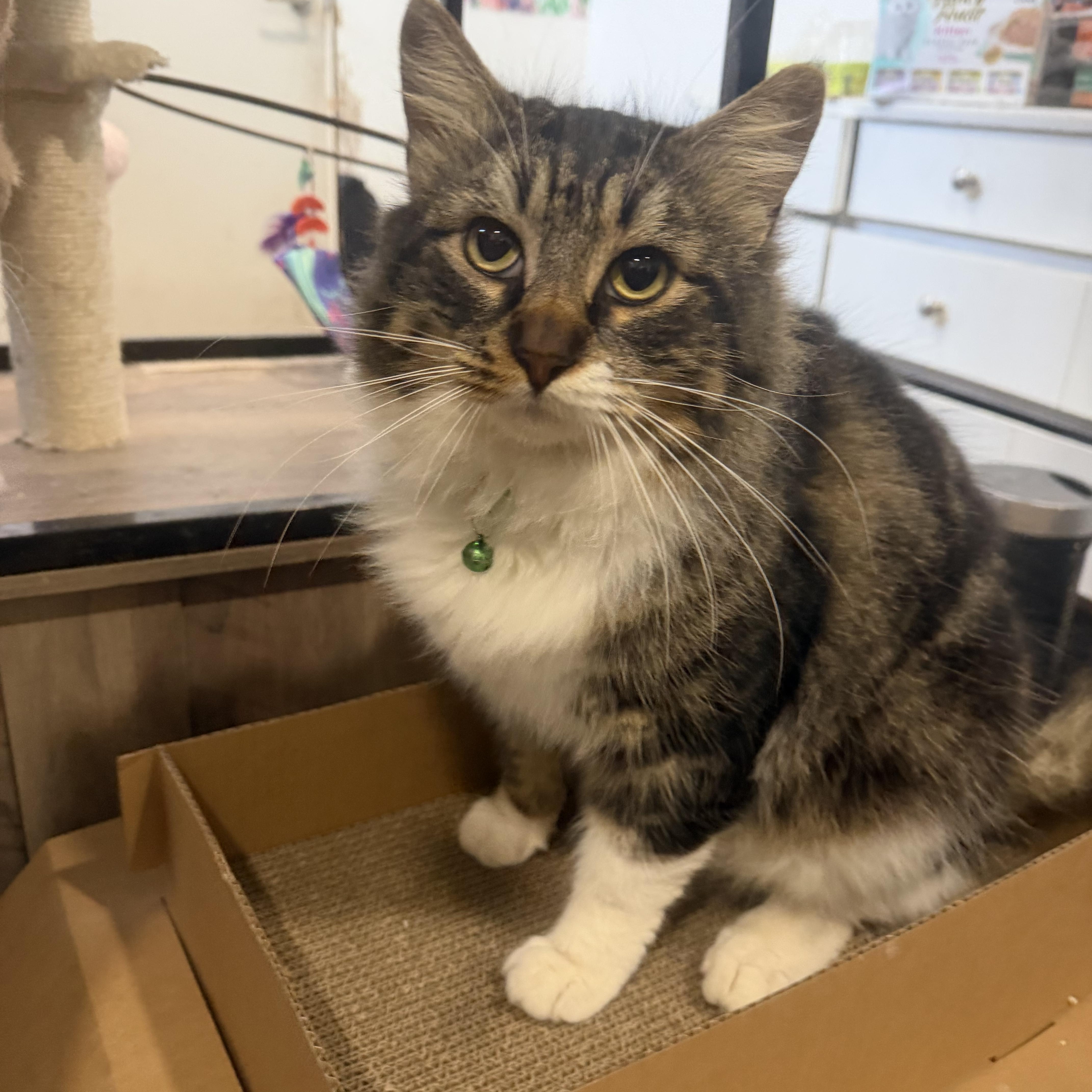 Miso, ADOPTABLE, Adult Male Domestic Long Hair.