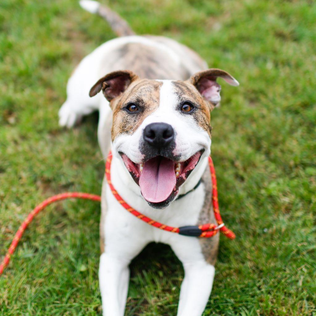 Daffy, Adoptable, Adult Male Mixed Breed.