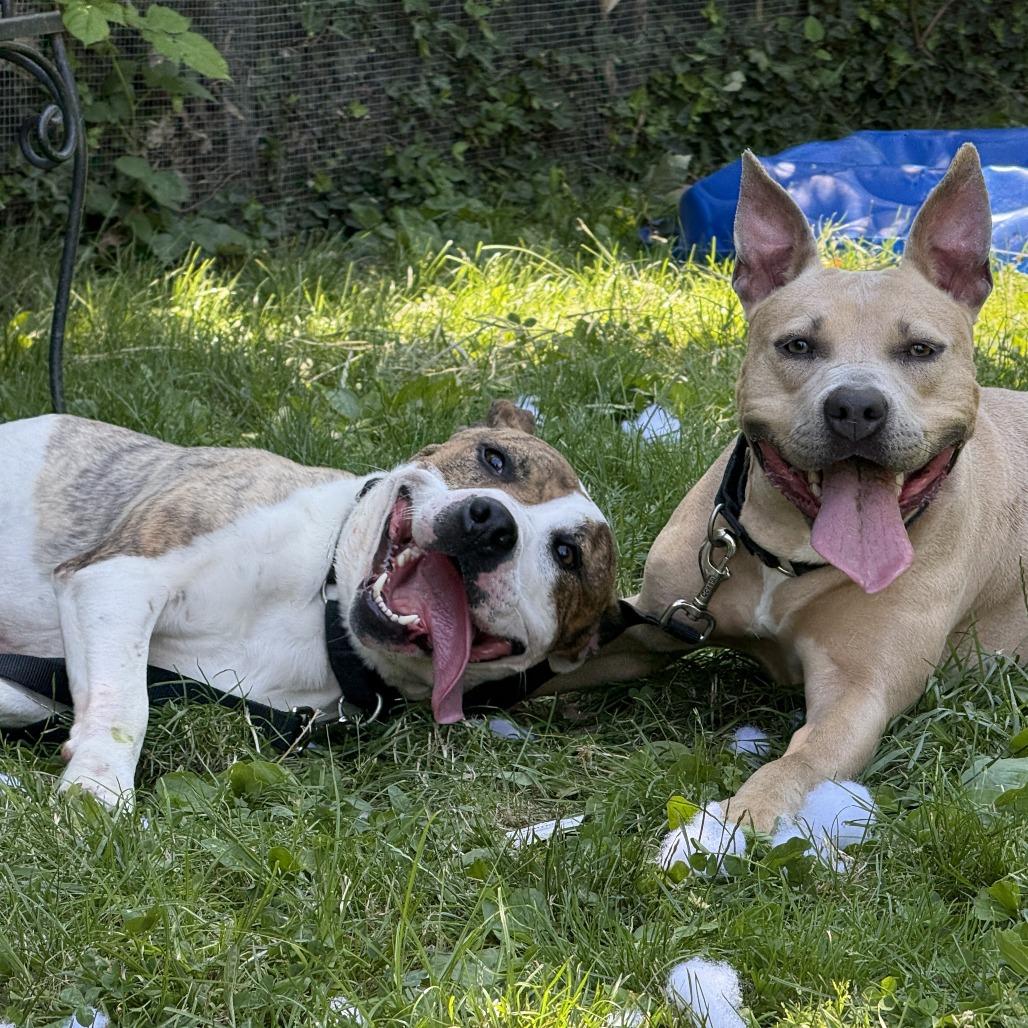 Enlarge Daffy, a Adoptable Mixed Breed in Dover, NH image 2/6