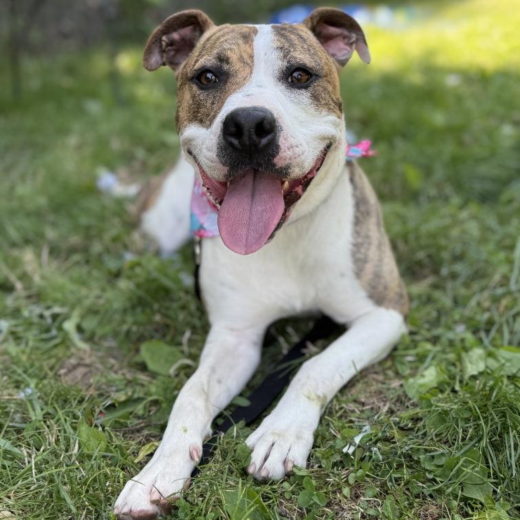 Enlarge Daffy, a Adoptable Mixed Breed in Dover, NH image 3/6