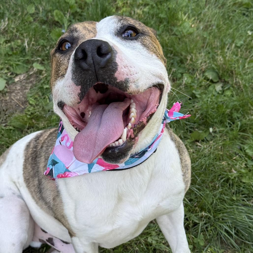 Enlarge Daffy, a Adoptable Mixed Breed in Dover, NH image 4/6