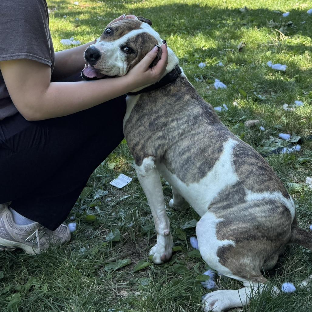 Enlarge Daffy, a Adoptable Mixed Breed in Dover, NH image 5/6